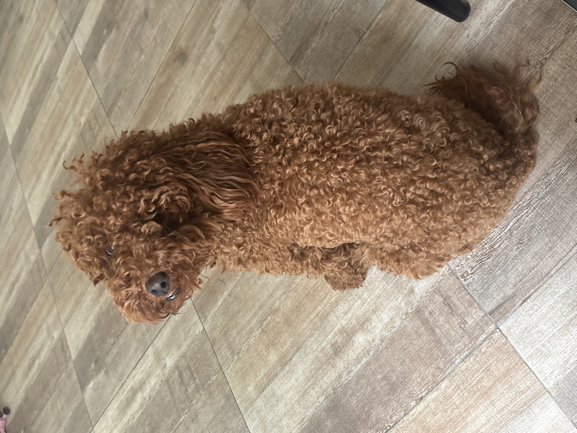 An overhead shot captures a reddish-brown, curly-haired dog, likely a poodle or doodle mix, resting on a light-colored, wood-effect tiled floor. The dog is positioned in the upper left-to-center portion of the frame, facing upwards towards the camera, with its body curled around. Its head is clearly visible, featuring a dark nose, and a slight hint of its eyes and teeth, suggesting a curious or happy expression.
The dog's fur is thick and tightly curled, displaying variations in brown and reddish tones. Its tail is also curly and partially visible at the top right, near a dark, out-of-focus object that appears to be a chair leg.
The floor beneath the dog consists of rectangular tiles with a light brown, grey-tinged wood grain pattern, laid out in an offset arrangement. The natural lighting suggests it is daytime, casting soft, indistinct shadows. The scene is indoors, likely in a home setting within Stara Zagora, Bulgaria. There is no visible text in the image.