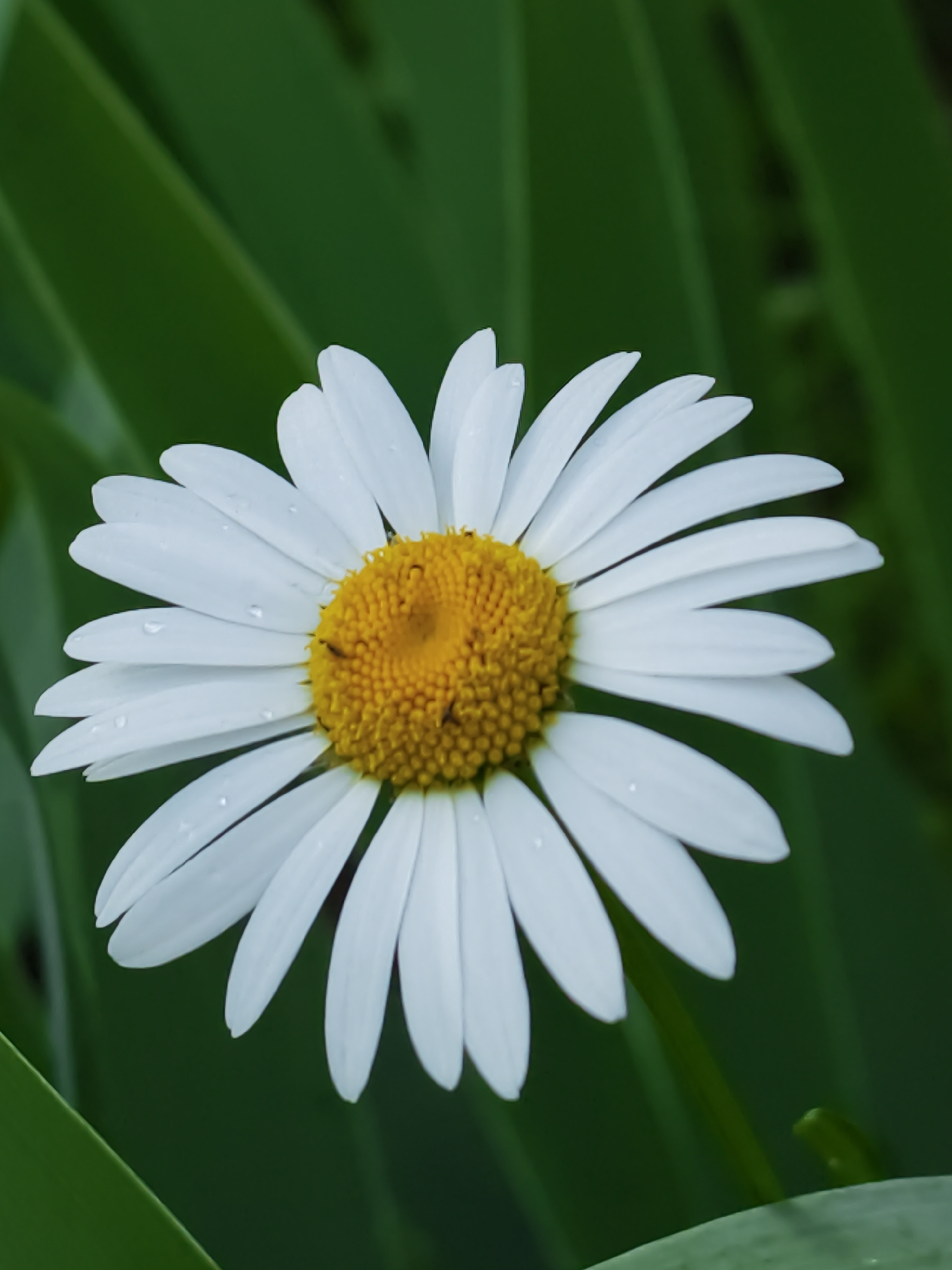 The image is a close-up, portrait-oriented photograph of a single white daisy with a yellow center, set against a blurred background of dark green foliage. The daisy is in the center of the frame and is the primary subject. Its white petals are clearly defined, and some show small water droplets. The yellow center is textured and appears to be composed of many tiny florets. The background is out of focus, creating a shallow depth of field that emphasizes the flower. The lighting is soft, illuminating the daisy without harsh shadows. The image appears to be taken outdoors, likely in a garden or natural setting. There are no people, animals, or man-made structures visible in the frame. The specific location in Angarskie Khutora, Russia cannot be determined from the image content alone.