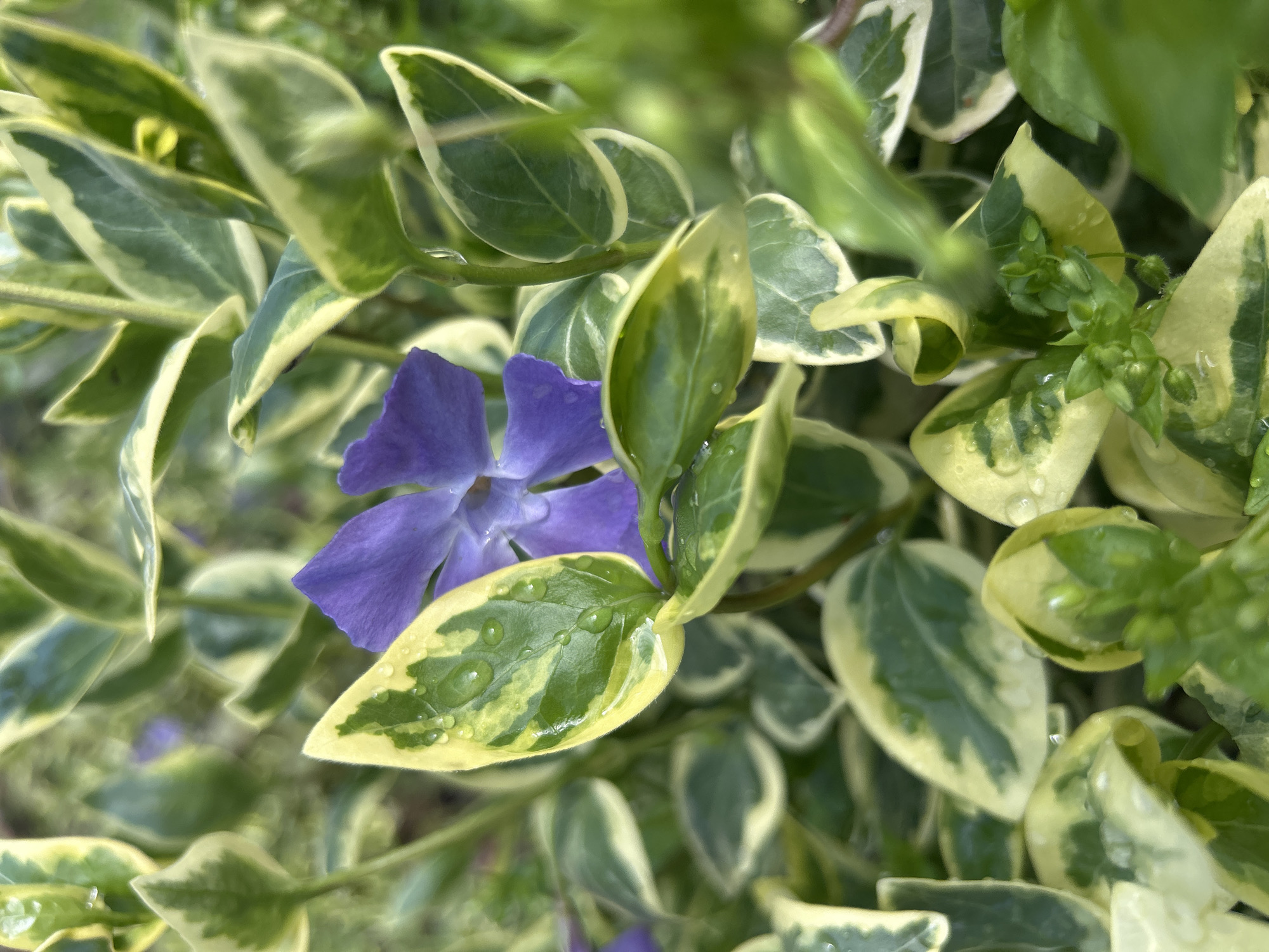 A close-up shot captures a vibrant purple flower nestled amongst variegated green and yellow leaves. Water droplets cling to some of the leaves. The plant type is Periwinkle (Vinca Minor), common in parks and gardens in Plovdiv, Bulgaria.
