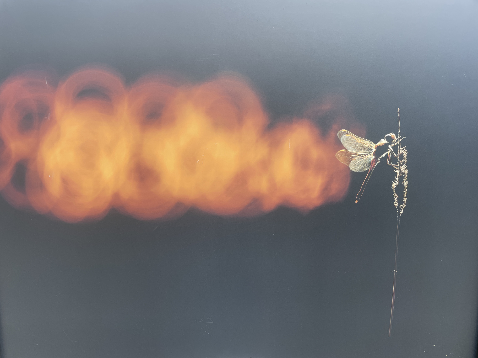 A dragonfly rests on a thin stalk of grass. The dragonfly is positioned to the right of the frame, while a blurred, orange-colored cloud or mass extends horizontally from the left side towards the dragonfly. The background is a dark gray or black. The location is not mentioned within the image or provided context.