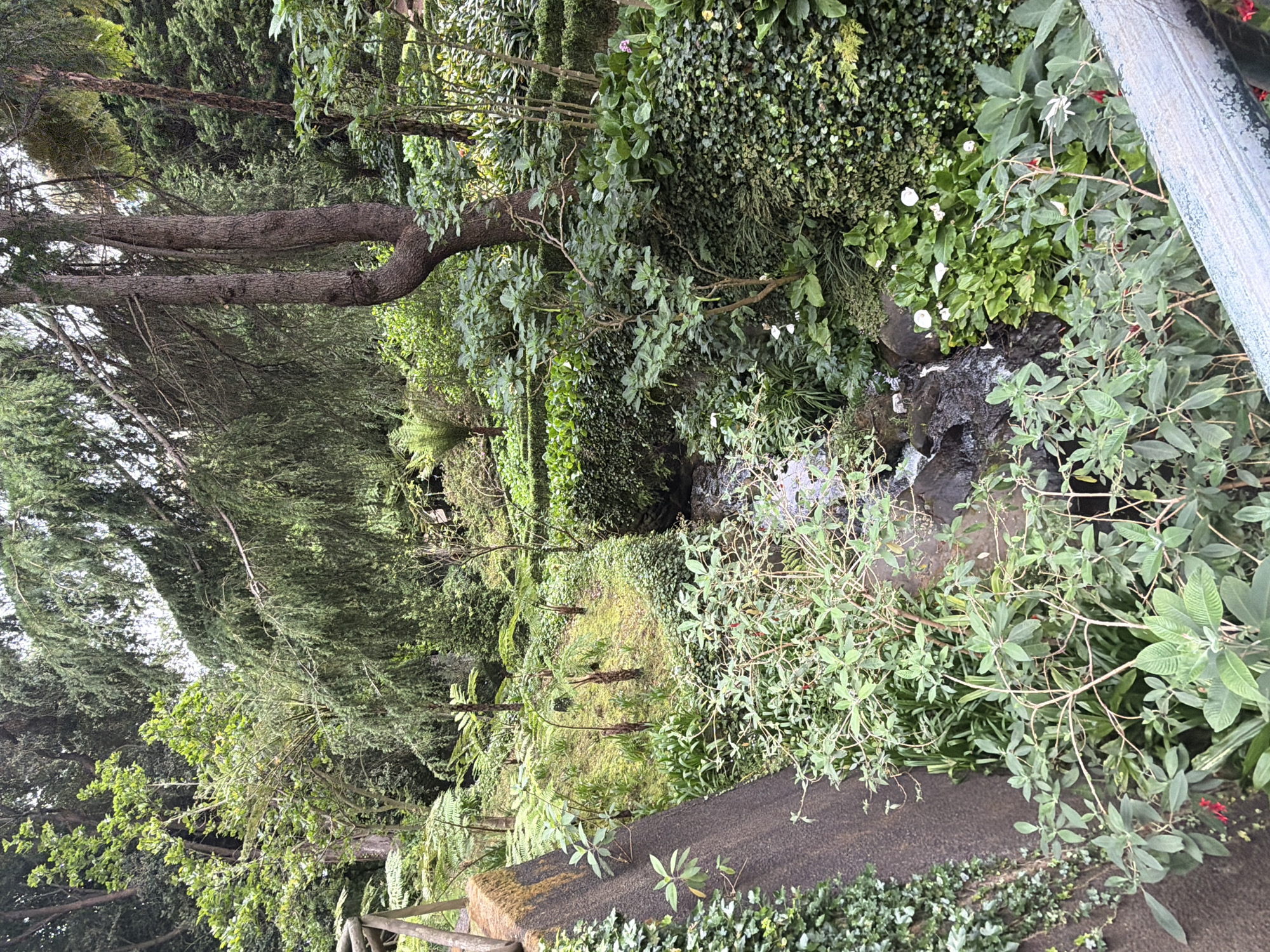 The image depicts a lush, green garden in Funchal, Portugal. A small stream with dark, flowing water cuts through the scene, surrounded by dense vegetation including ivy, trees, ferns, and various plants with white and red flowers. The garden appears to be on a slope, with a concrete path or ledge near the lower right corner of the frame. A wooden fence is visible along the path, partially obscured by greenery. Tall, evergreen trees loom in the background, creating a canopy over parts of the garden. The scene suggests a peaceful, natural setting within an urban environment.