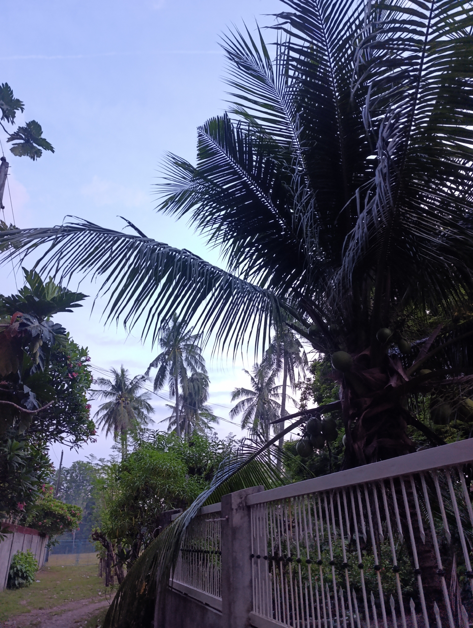This outdoor, eye-level shot captures a tropical environment with a clear sky overhead. In the foreground, a portion of a white metal fence runs along the right side of the image. Behind the fence, a large coconut tree with visible coconuts dominates the mid-ground. To the left of the coconut tree, various other trees and foliage can be seen. In the background, several more coconut trees are scattered across the landscape, and a light pole is visible on the far left. The ground appears to be a dirt path or unpaved area. The overall scene suggests a residential or rural setting in a tropical climate.