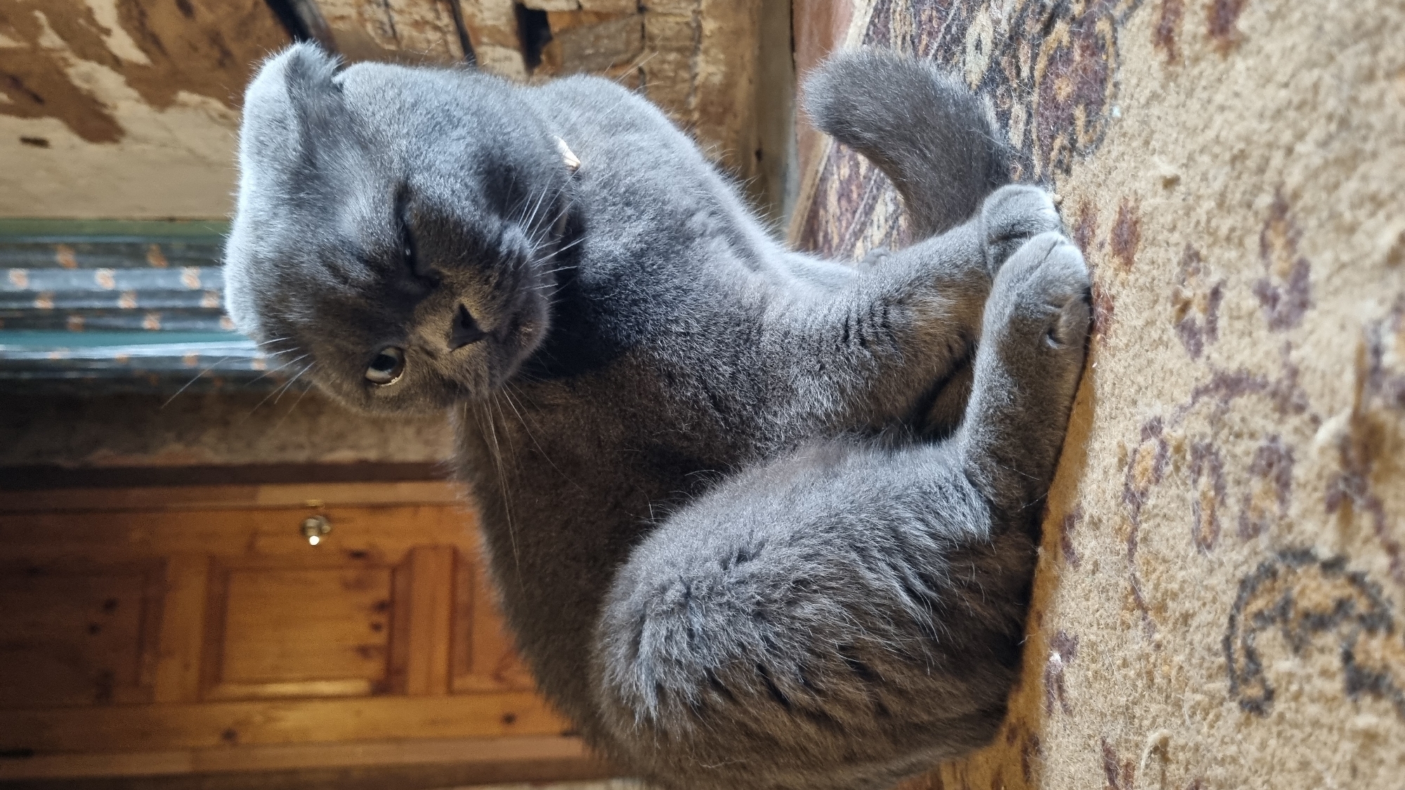 A medium shot shows a Scottish Fold cat sitting on a patterned rug. The cat is gray with folded ears and is winking. The cat's tail is curled around its body. The background shows a wooden door and a brick wall. The image was taken indoors in Vysokoe, Russia.