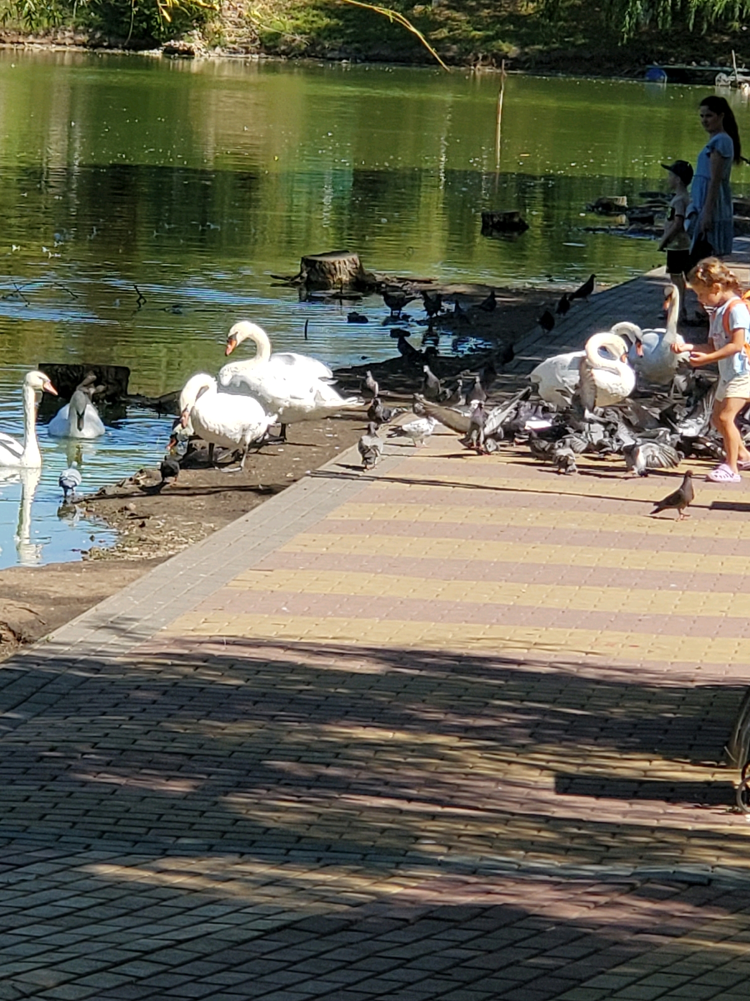 The image depicts a waterfront scene in Tiraspol, Moldova, likely in a park setting. A calm body of water, possibly a river or lake, occupies the left side of the frame, with lush green foliage visible on the far bank. A paved walkway, composed of rectangular stones in yellow and brown hues, lines the edge of the water.
Several white swans are present, with some in the water and others on the muddy bank adjacent to the walkway. A flock of pigeons is gathered on the ground, interacting with the swans and likely scavenging for food.
On the walkway, a young girl wearing a light-colored t-shirt and shorts is visible on the right side of the image. She appears to be interacting with the birds, possibly feeding them. To her left, a young boy wearing a blue t-shirt and a dark cap stands beside a woman dressed in a light blue dress. They are also observing the birds.
The overall scene suggests a peaceful, outdoor environment where people are enjoying nature and observing the local wildlife. The presence of a paved walkway and trees indicates a developed public space.