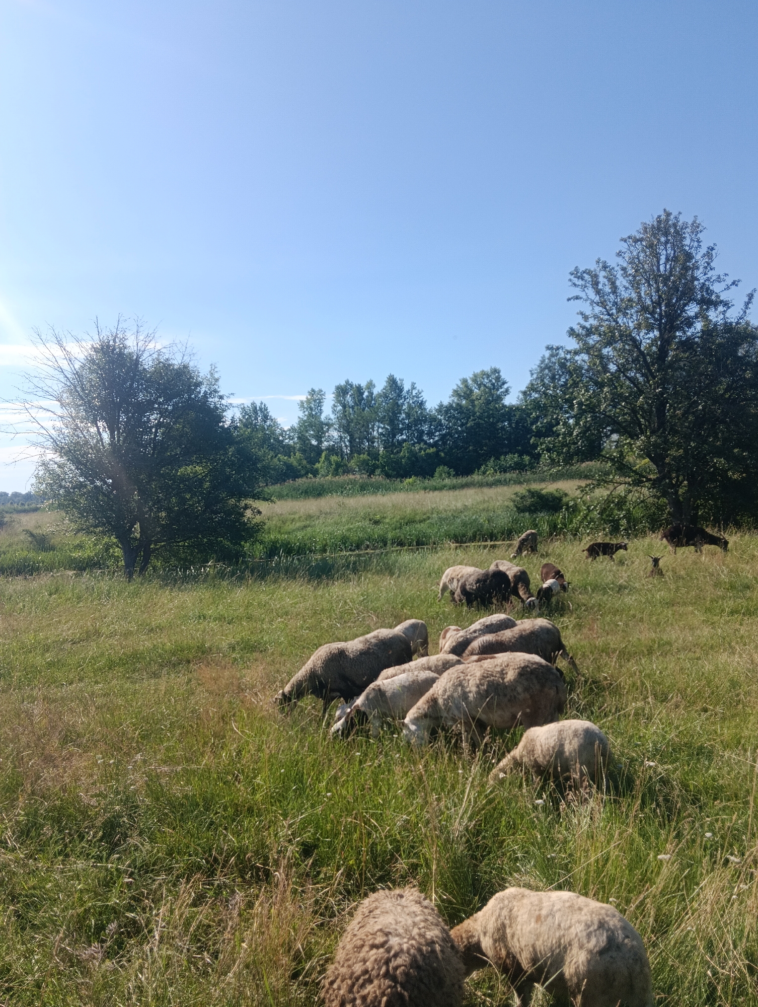 A flock of sheep grazes in a sunlit grassy field under a clear blue sky. Trees, some bare and some leafy, line the horizon, with a large tree dominating the right side of the frame. The sheep are scattered throughout the field, with most of them facing downwards, appearing to eat the grass. The foreground shows several sheep from behind, their woolly backs visible. The environment is rural, suggesting an outdoor pasture. The lighting indicates it is daytime, likely late morning or early afternoon, due to the bright sunlight. There are no people visible in the image.