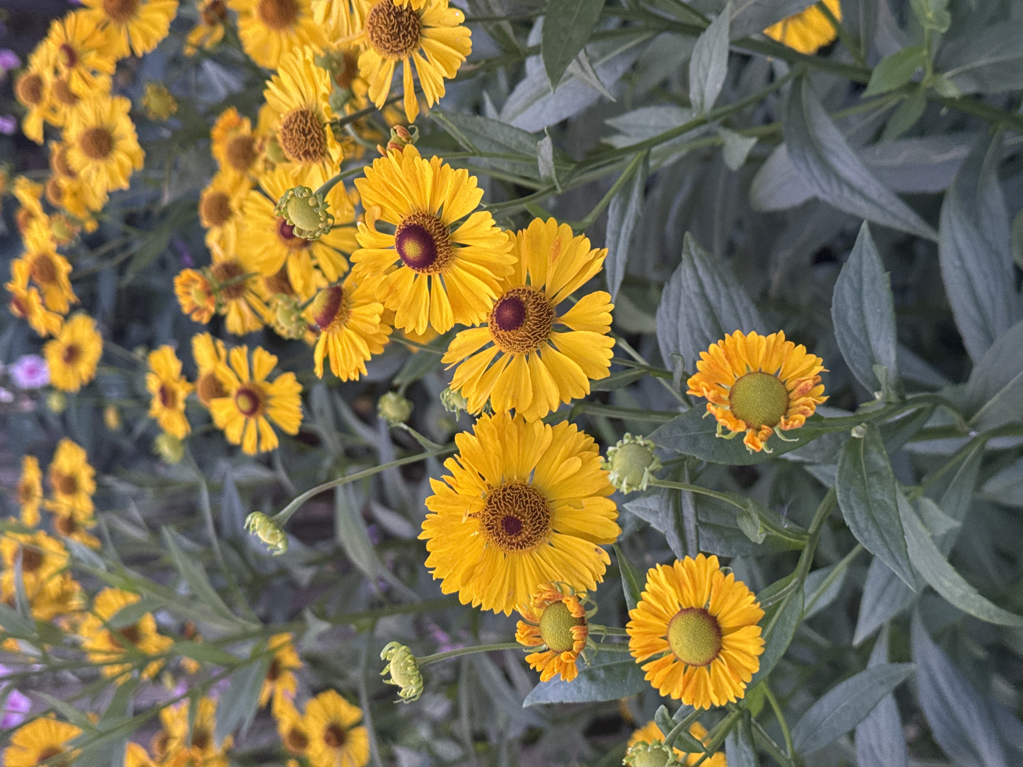This is a photograph of a dense cluster of yellow flowers with dark centers, likely Helenium flowers, in bloom. The flowers are in various stages of opening, with some fully bloomed and others as buds. They are interspersed with green foliage, creating a textured, naturalistic scene. The lighting suggests it is outdoors, possibly in a garden or meadow. The image does not contain any people or urban elements, and therefore cannot be associated with a specific location in Safonovo, Russia.