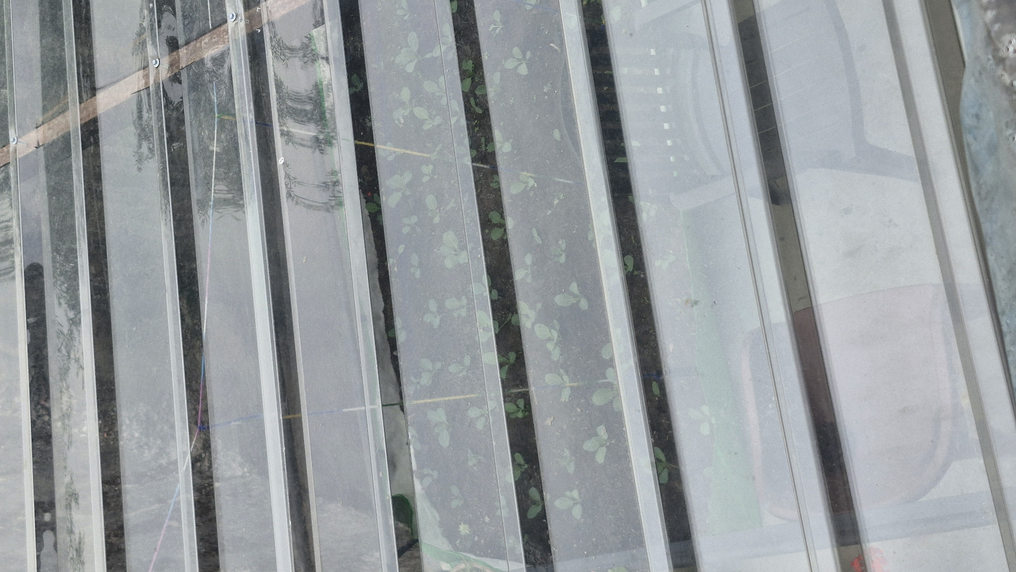 This is a high-angle, full shot of a greenhouse structure covered with a transparent, ribbed roof. Below the roof, rows of young green plants are visible growing in dark soil. The plants appear to be in their early stages of growth, with small, round leaves. Thin, colored strings, possibly for support or tracking growth, are stretched horizontally across some of the rows. In the lower portion of the image, some opaque objects are visible beneath the transparent covering, suggesting there may be other items or structures within the greenhouse. The scene is located in Vashisht, India, a town known for its hot springs and temples. The greenhouse is likely used for agricultural purposes, possibly for cultivating vegetables or herbs.