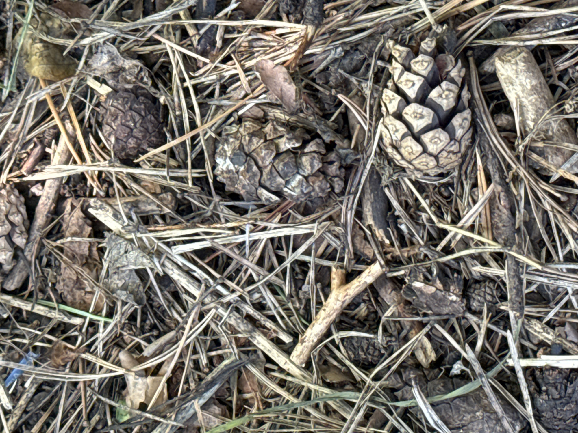 The image shows a close-up, overhead view of the forest floor in Soloneshnoye, Russia. The ground is covered with a dense layer of pine needles, dry grass, and twigs, interspersed with several pine cones. Two prominent pine cones are visible in the lower half of the image, with one larger, more open cone positioned in the bottom right, and a smaller, more tightly closed cone to its left. Scattered throughout the detritus are fragments of dried leaves and small pieces of wood. The overall impression is of a natural, undisturbed forest environment. There are no people or animals present in the image.