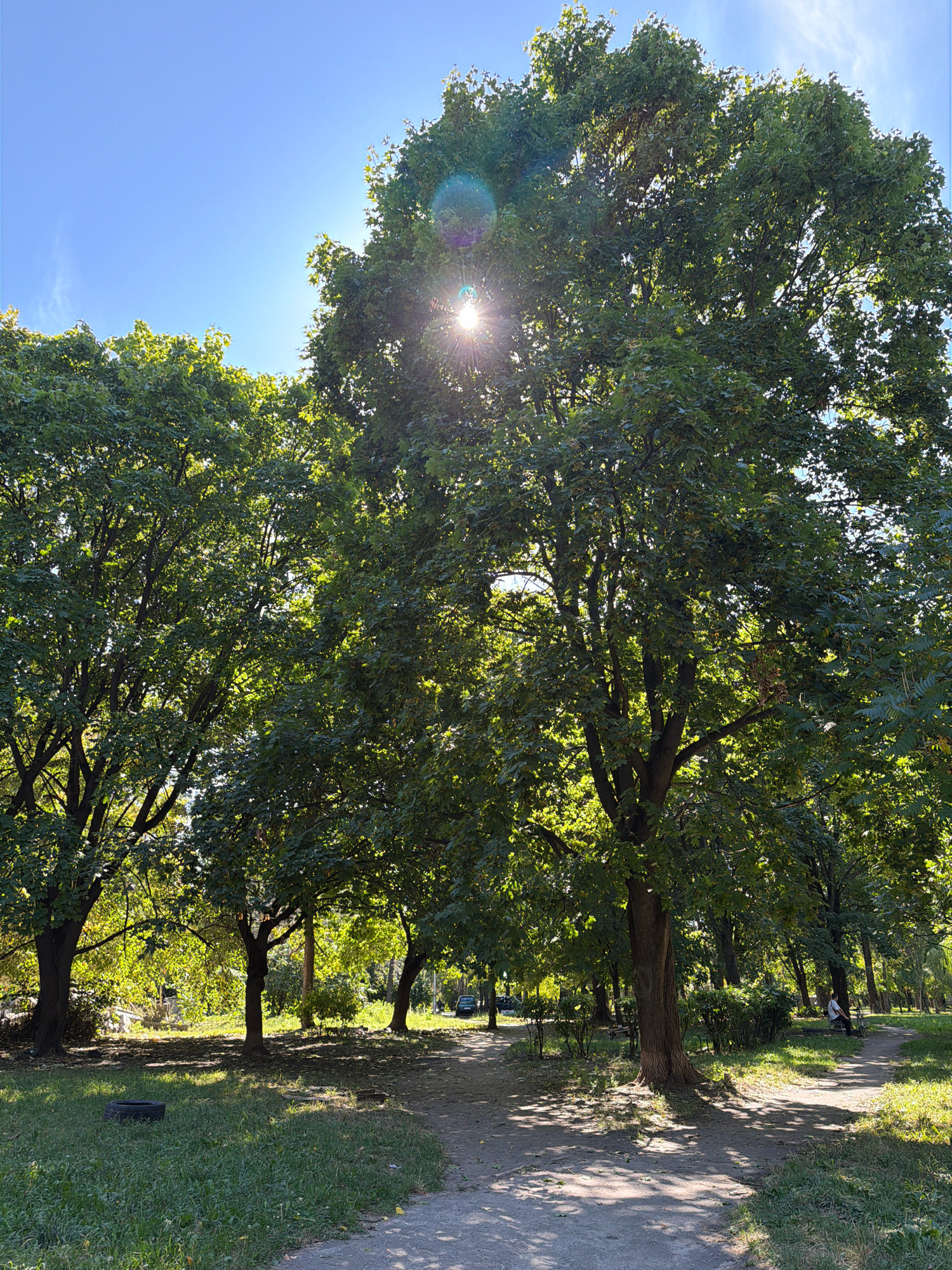 A wide shot captures a park with lush green trees and a clear blue sky on a sunny day in Kyiv, Ukraine. The sun is shining brightly, creating a lens flare effect as it peeks through the leaves of a large tree in the foreground. The park features winding paths, grassy areas, and benches. In the background, there are more trees and a glimpse of a car parked on the side of the road. A person is seated on a bench to the right, enjoying the park. There is also a discarded tire lying in the grass to the left.