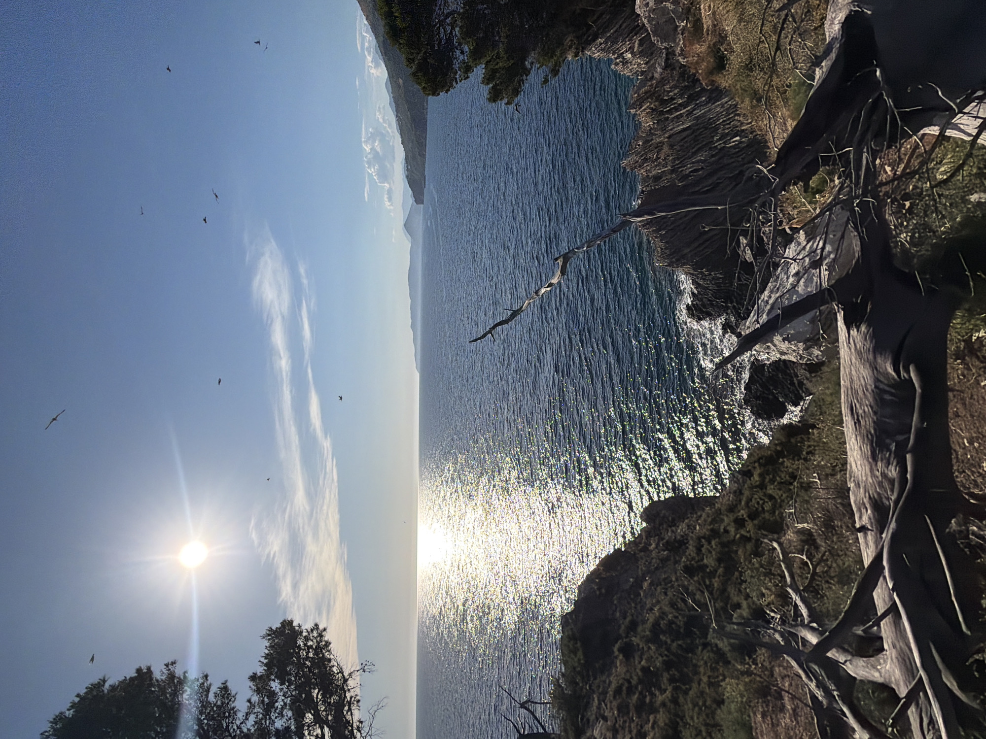 The image depicts a coastal landscape in Petrovac centar, Montenegro. A bright sun shines in the upper left quadrant, casting a brilliant reflection on the deep blue ocean. The water is choppy, with small waves crashing against rocky outcrops. Several birds are visible in the sky, soaring against a clear blue backdrop. The foreground features a rugged, overgrown cliffside with dry, weathered tree branches scattered across the terrain. In the distance, a hilly coastline stretches along the horizon, shrouded in a light haze. The overall scene conveys a sense of natural beauty and tranquility, typical of a Mediterranean coastal environment.