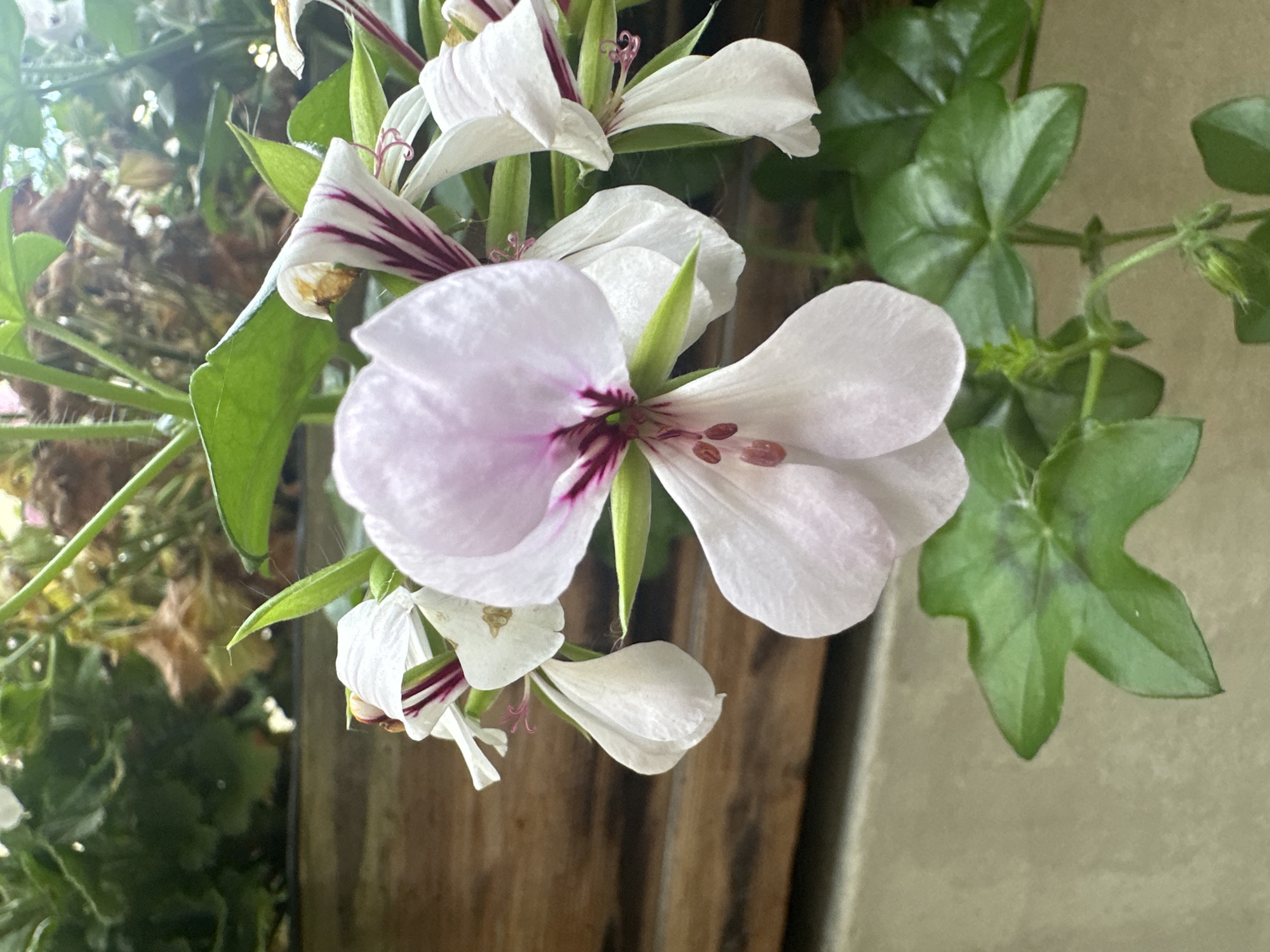 A close-up, eye-level, medium shot captures a cluster of delicate white and pale pink geranium flowers, accented with deep magenta streaks, against a blurred background of greenery and wood. The main flower in the foreground is predominantly light pink with darker magenta veins extending from its center. The petals are soft and slightly translucent. Several other white geraniums with similar magenta markings are visible behind it, some in focus and some blurred. Green leaves, characteristic of geraniums, are also present, with one prominent five-lobed leaf in the lower left of the frame. The background consists of a textured wooden surface and lush green foliage, suggesting an outdoor setting, possibly a garden or balcony. The lighting appears to be natural, with some dappled sunlight creating highlights and shadows.
This image was taken in Łódź, Poland.