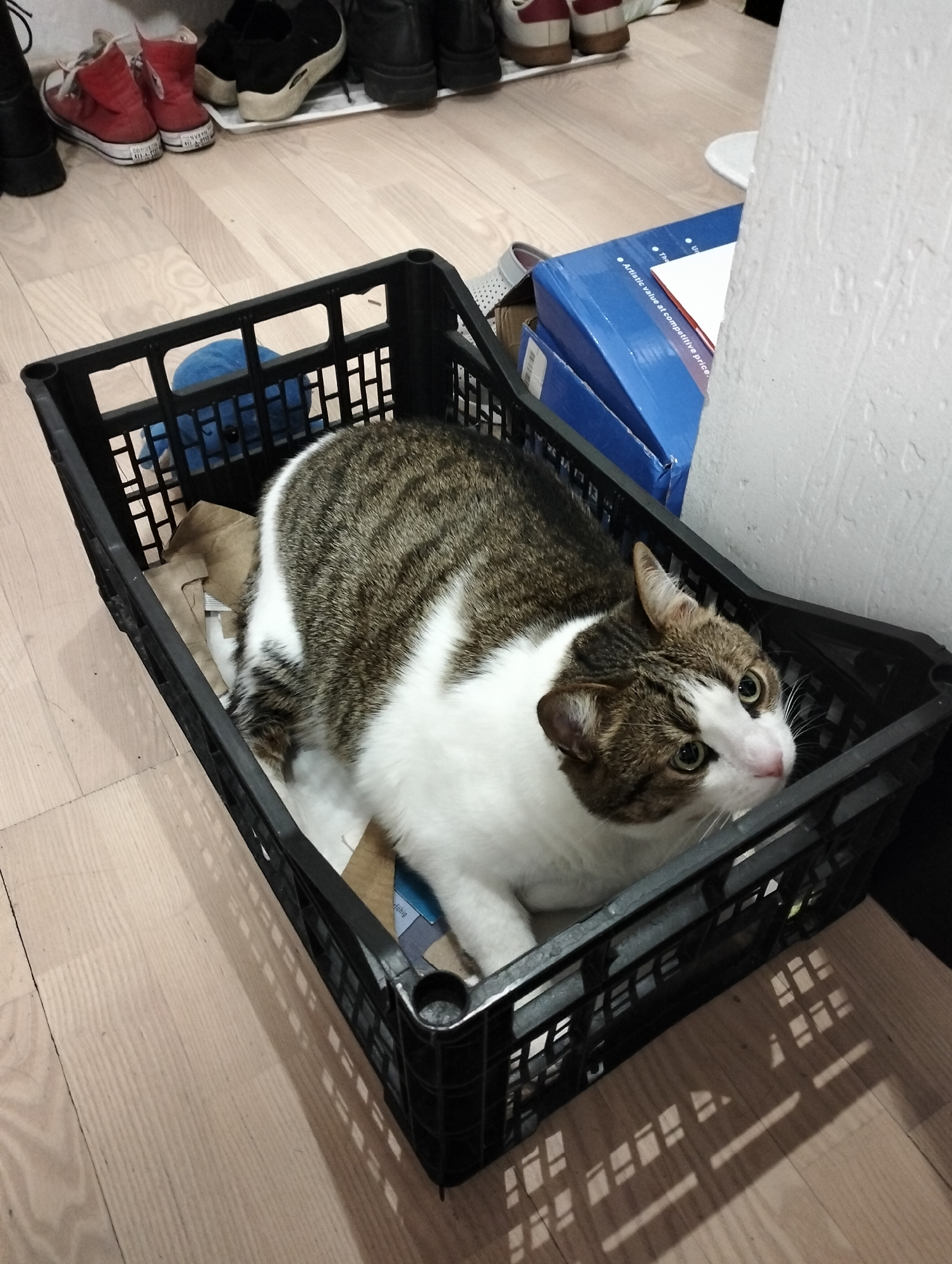 A tabby and white cat sits inside a black plastic crate on a wooden floor indoors. The crate contains some packing paper and blue cardboard boxes. Other shoes are visible in the background. The location is inferred from the prompt and is not discernible from the image.