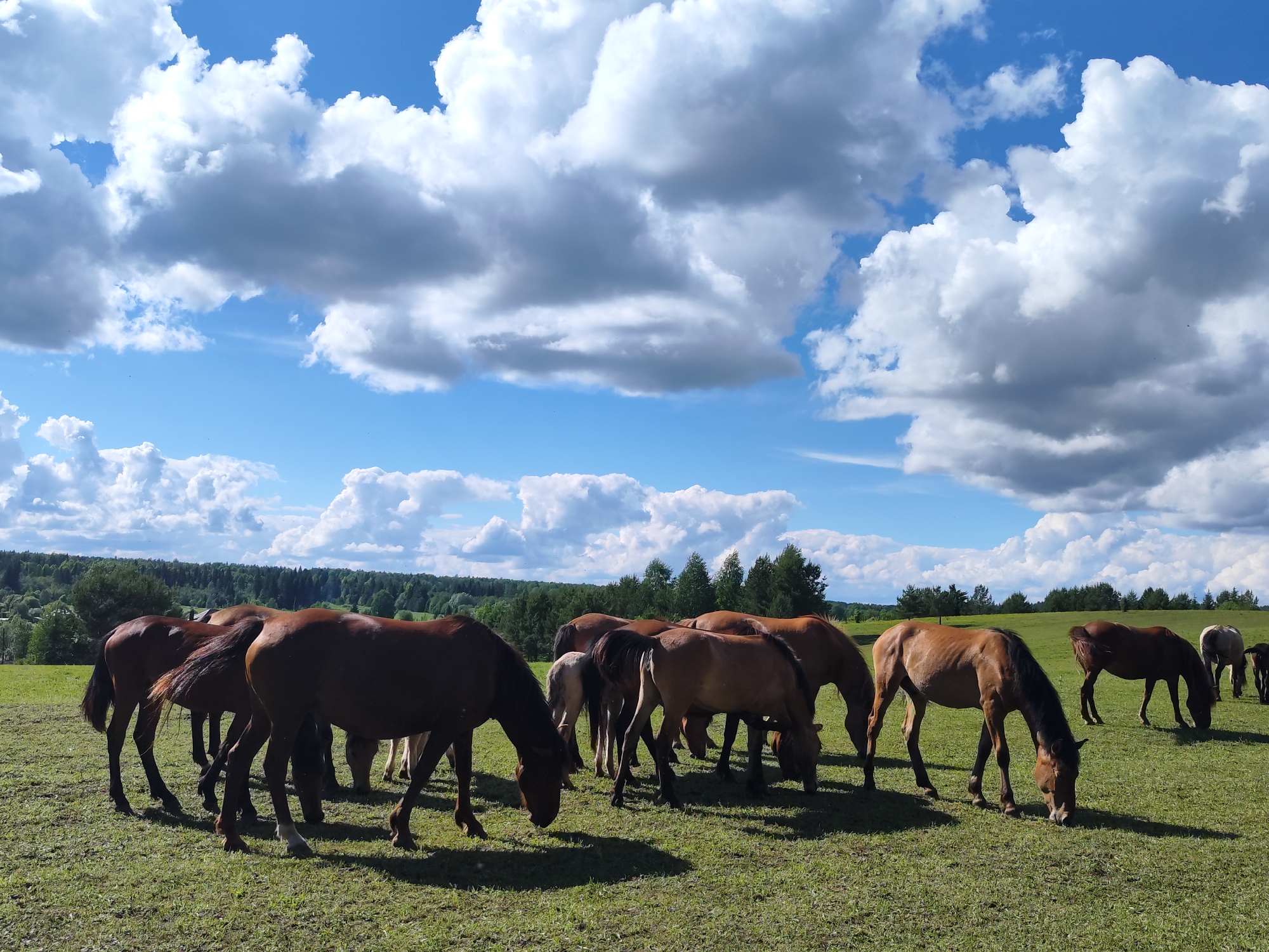 A herd of horses grazes in a green pasture under a blue sky with puffy white clouds. A line of trees is visible in the background. The location is Unknown, Unknown.