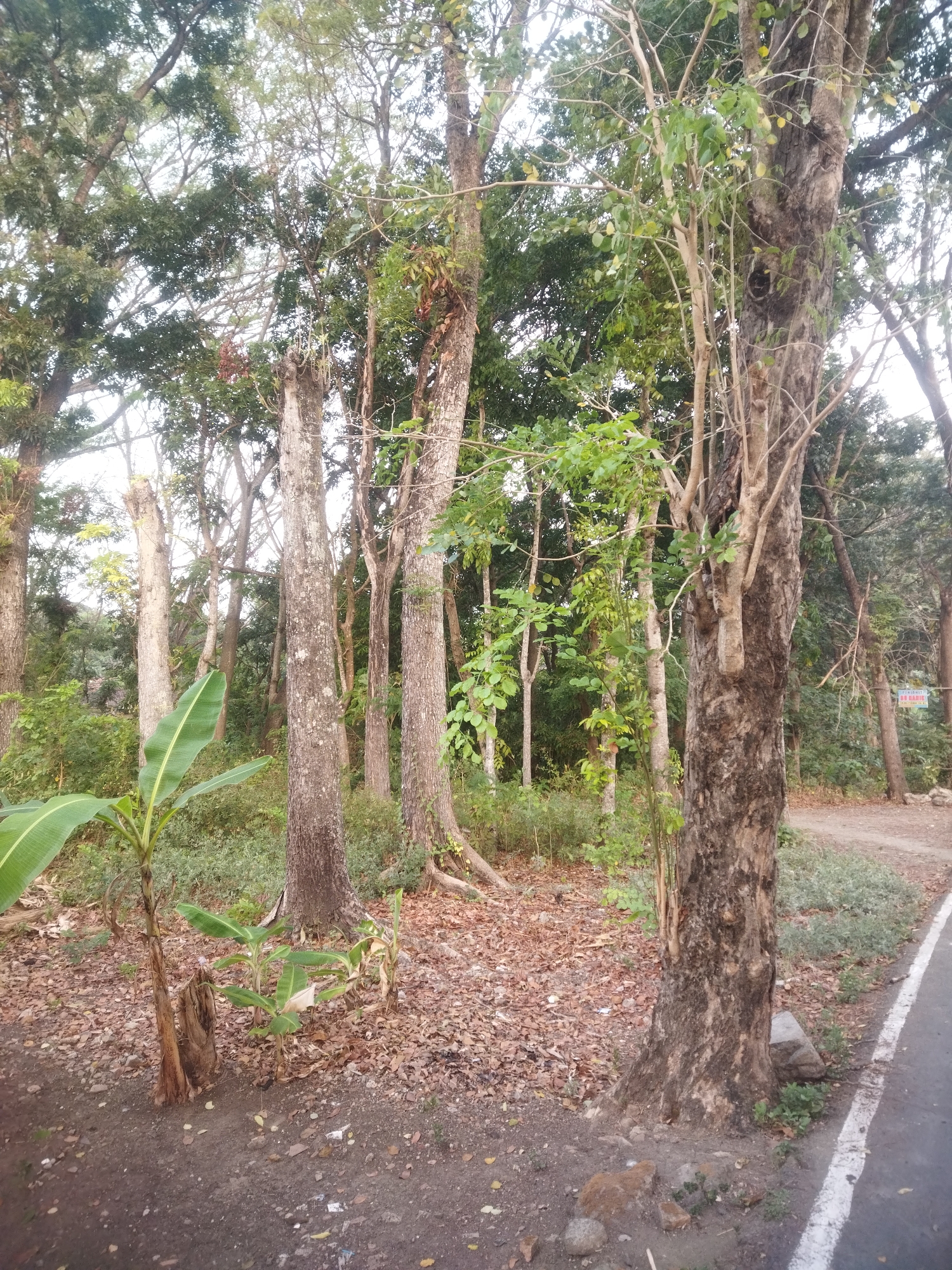 The image depicts a dirt road adjacent to a forested area with several trees of varying sizes. In the foreground, there is a young banana plant with large green leaves. The ground is covered in dry leaves and scattered debris. The road has a white line marking its edge. The background features a dense collection of trees with a mix of green foliage and bare branches. The sky is overcast and appears bright. The scene is likely located in a rural or semi-urban area of Wonogiri, Indonesia, given the vegetation and the presence of a paved road. There are no people or animals visible in the image.