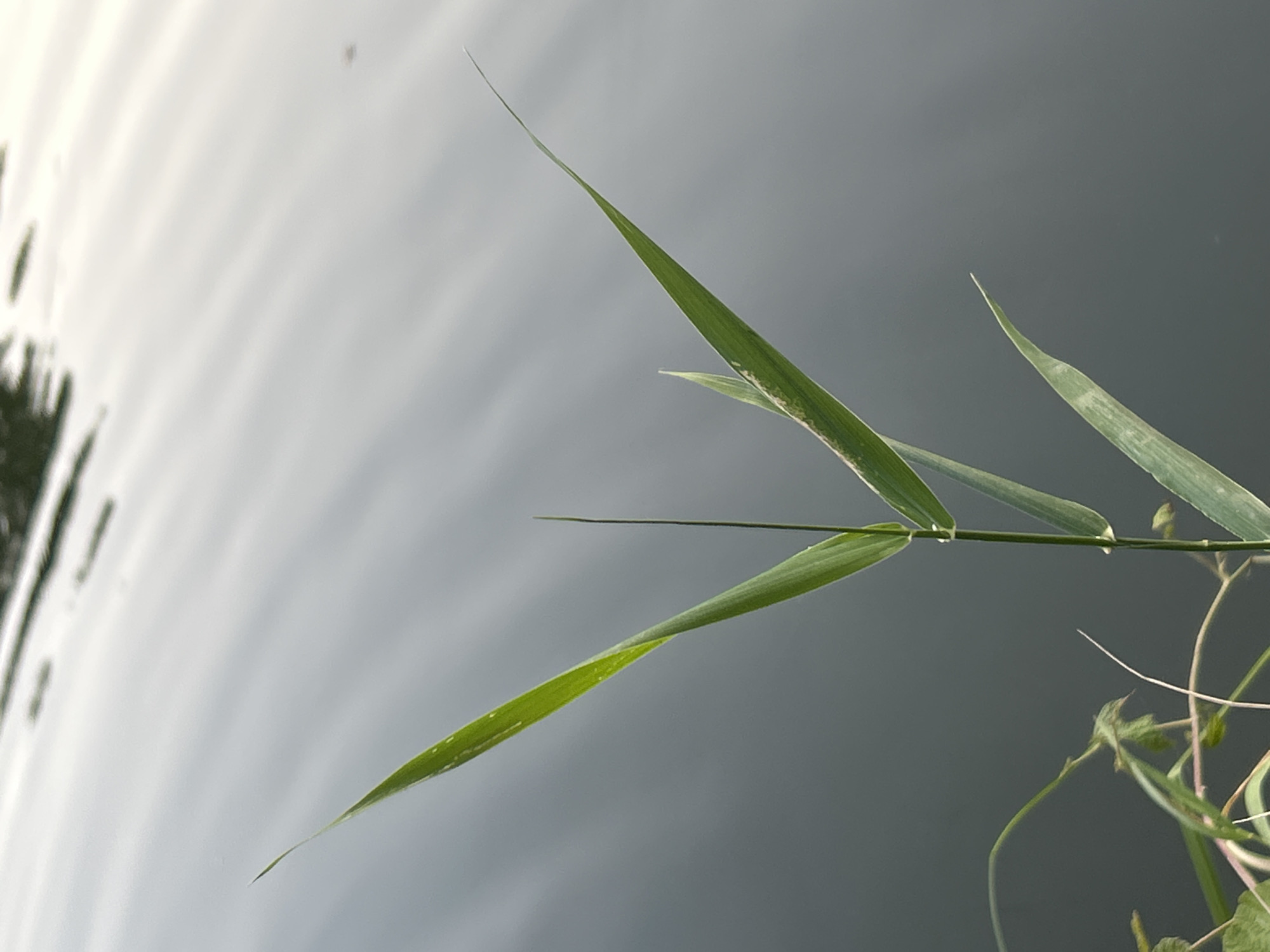 The image shows a close-up of green grass stalks and leaves against a dark, reflective surface that appears to be water. The water has subtle ripples and some reflections of what might be trees or the sky, suggesting an outdoor environment, possibly a park or a natural area. The grass is the primary subject, with its sharp blades reaching upwards. There are no people or discernible buildings or structures visible. The lighting is soft and diffused, indicating it might be an overcast day or early morning/late evening. The scene is forensic in its detail, focusing solely on the botanical elements and the watery background without any contextual clues that would specify a location within Kamianytsia, Ukraine, or any other city.