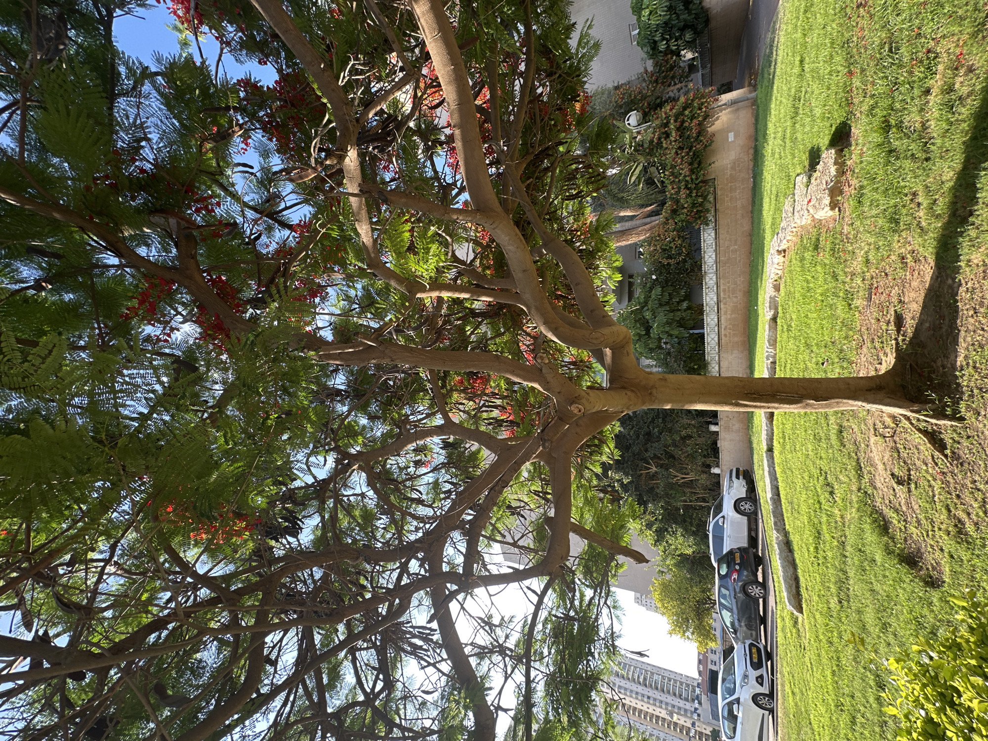 In Petah Tikva, Israel, a blooming tree with vibrant red flowers dominates the foreground of this outdoor scene. The tree, with its thick, textured trunk and sprawling branches, is positioned in the center of a lush, green grassy area. Scattered across the lawn are fallen red flower petals. A winding path of large, flat stones meanders through the grass. In the background, several parked cars, including a white hatchback, a dark hatchback, and a white SUV, are visible on a paved surface. Beyond the cars, residential buildings and a building with many windows suggest an urban setting. The sky above is a clear, bright blue.