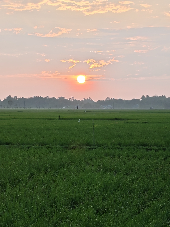 The image depicts a rural agricultural landscape in Mee Pangwa, Indonesia, at sunrise or sunset. The foreground and midground consist of expansive, vibrant green rice paddies. One white egret is visible standing within the rice paddy in the mid-left quadrant. Several dark, slender poles are sparsely distributed throughout the cultivated fields. A dense line of various trees, including taller palm trees, forms the distant horizon, with faint outlines of buildings from a settlement discernible behind the foliage through a light atmospheric haze. The sky above is colored with shades of pale orange, pink, and light blue, featuring scattered, light cloud formations. A bright, circular orange-yellow sun is prominently situated above the distant tree line. No human figures or direct interactions are clearly visible.