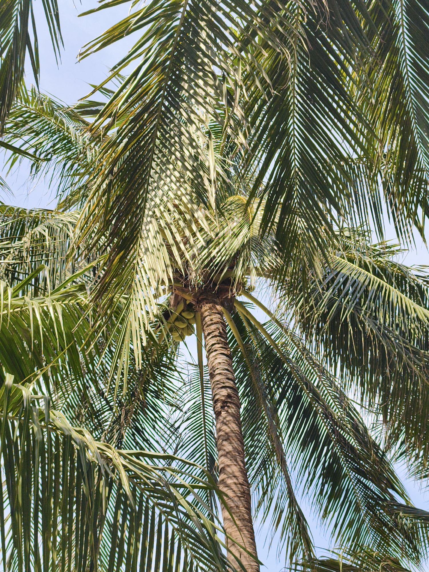 An upward shot reveals the fronds and trunk of a coconut palm tree against a bright, clear sky, suggesting a location in Nha Trang, Vietnam. The tree is laden with a cluster of green coconuts, partially obscured by the dense, green fronds. The rough, textured bark of the trunk is visible, adding to the natural feel of the scene. The lighting suggests it is daytime, with the sun casting light through the leaves and creating a dappled effect. There are no people or animals visible in the image. The overall impression is one of tropical abundance and natural beauty.
