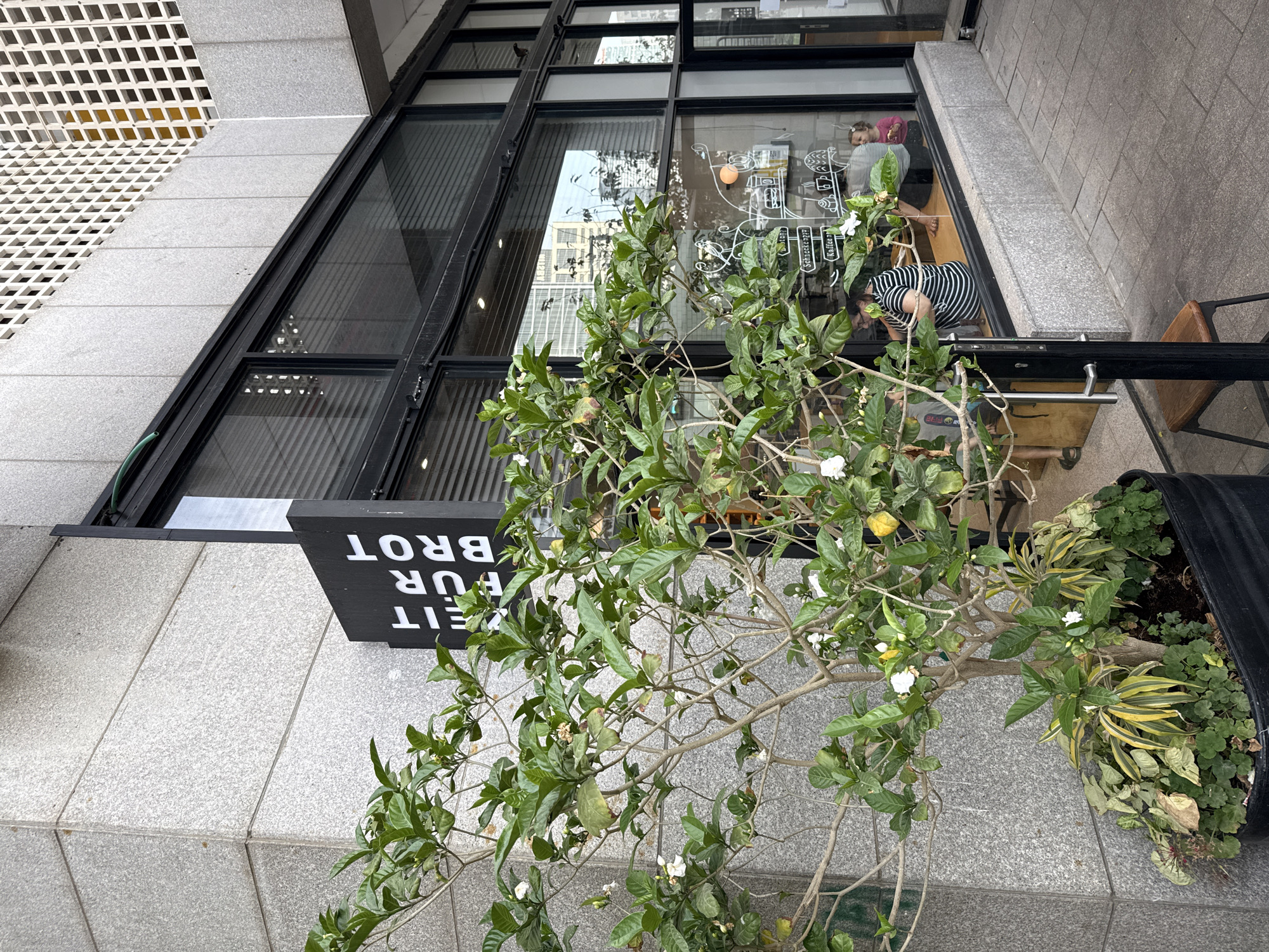 A street-level view shows a plant in a large black container in front of a business. The plant has many green leaves and small white flowers. The business has a large, multi-pane window angling inward and black trim. A black sign with white lettering reading "EIT FUR BROT" is adjacent to the plant. Through the window, a person wearing a striped shirt is bent over, working at something on the floor. Another person is visible in the background. The facade of the building is a light gray stone or concrete tile. Based on the lettering on the sign, this is likely a business with a German name; however, without more information, the location of Tel Aviv is not possible to determine.