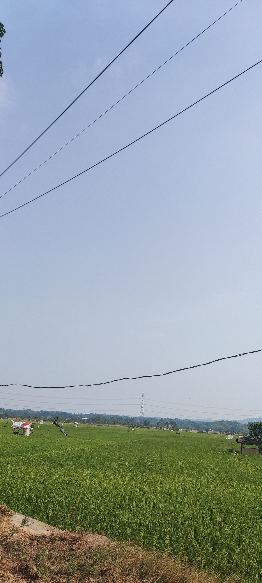 The image depicts a serene rural landscape in Putat, Indonesia, characterized by vast green rice paddies under a clear blue sky. In the foreground, a portion of a dirt road with dry grass is visible. The midground is dominated by lush green rice fields, with several small structures scattered throughout, including a red-and-white hut on the left and another small hut with a thatched roof on the right. A tall electricity pylon stands in the distance, indicative of the area's infrastructure. Overhead, three parallel power lines stretch across the frame, partially obscuring the sky. The overall impression is one of tranquility and agricultural life in a developing area.