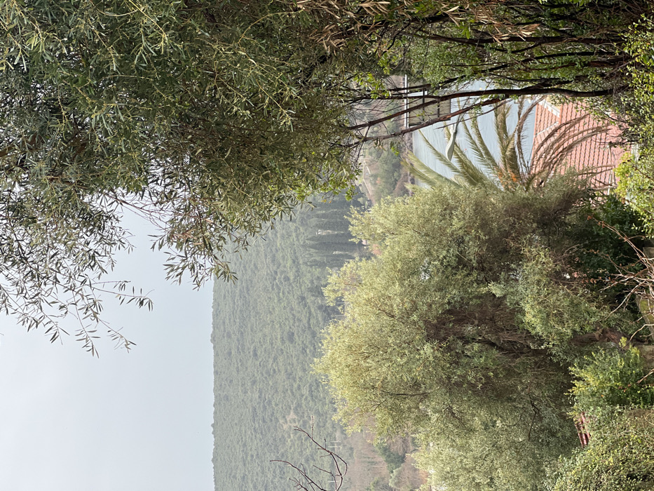 The image depicts an elevated view over a landscape in Bigova, Montenegro, under an overcast sky. The top quarter of the frame is occupied by a uniform light grey sky. Below the sky, a distant, densely forested mountain range with undulating green terrain extends across the horizon.
In the midground, a body of water, likely an inlet or bay, appears towards the right, reflecting the grey sky. On the far side of this water, a line of tall, dark evergreen trees, possibly cypress, stands vertically. A narrow, multi-level structure, possibly a pier or bridge support system, extends into the water from the right edge. Below the water line and partially obscured by foliage, the distinctive red-tiled roofs of one or more buildings are visible.
The foreground is dominated by a dense array of green foliage. A large, gnarled tree with numerous small, light green leaves, possibly an olive tree, occupies the left-center, with its upper branches reaching towards the left frame edge. Similar dense vegetation, including another substantial tree and various shrubs and bare branches, fills the right and bottom portions of the image. A distinct palm frond is visible in the lower right-center, arching downwards over the red roof tiles. No human figures or discernible actions are present.
