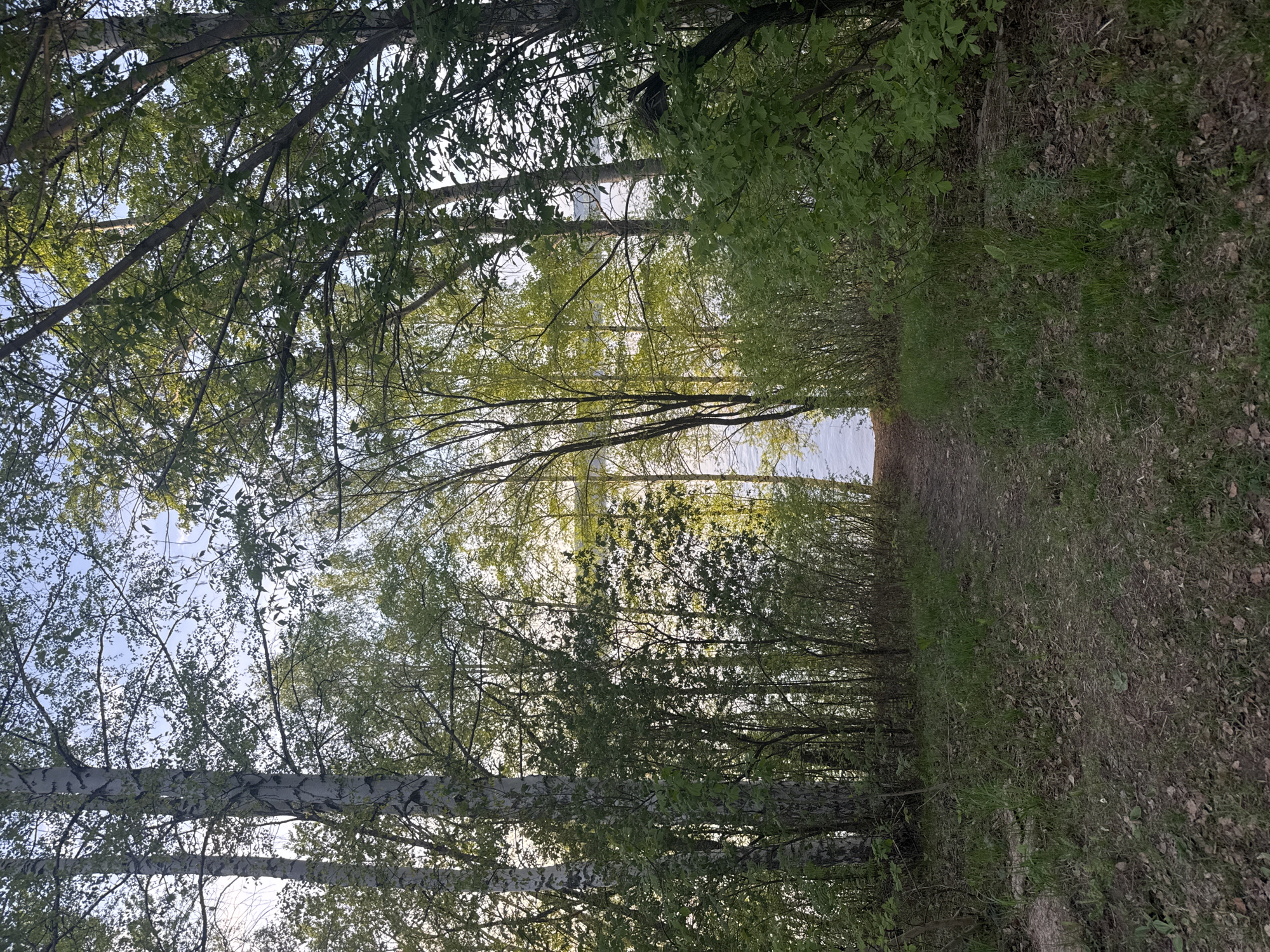 The image shows a narrow dirt path leading through a wooded area in Osa, Russia. Tall, thin birch trees line the left side of the path, their branches reaching overhead. Other trees and dense shrubbery grow on both sides, creating a tunnel-like effect. At the end of the path, a bright expanse of water is visible, possibly a river or lake. The ground is covered in grass, leaves, and dirt. The sky is partially visible through the trees, indicating daylight. No people are visible in the scene.