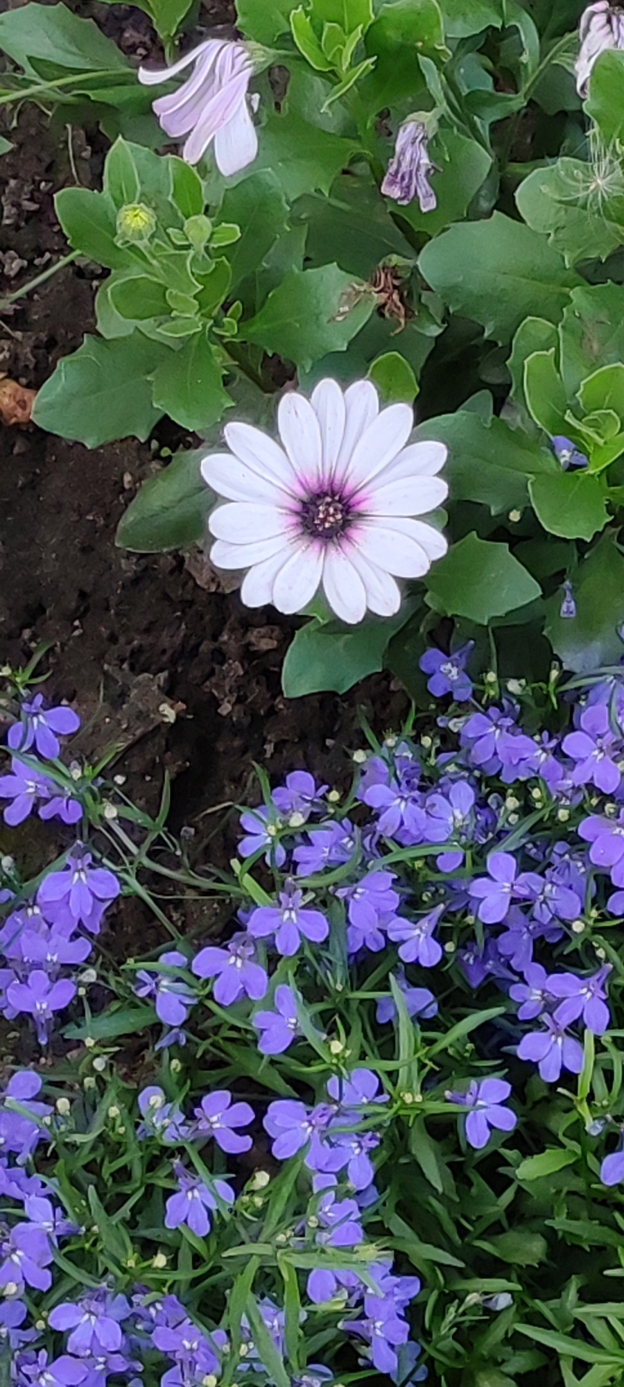 A single white daisy with a dark purple center is blooming in the soil. It is surrounded by lush green leaves. In the foreground, a cluster of small, vibrant purple flowers are in bloom. The image appears to be a close-up shot of a garden bed, likely in a park or residential area. The exact location in the city of Chekhov, Russia, cannot be determined from the image alone.