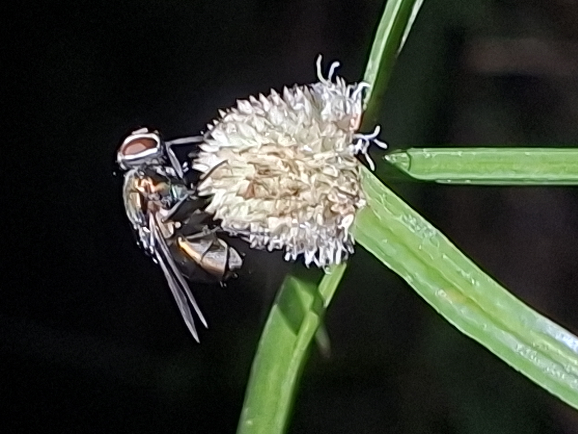 A fly is perched on a spherical object with fluffy protrusions on a green blade of grass. The location is Lhokseumawe, Indonesia.