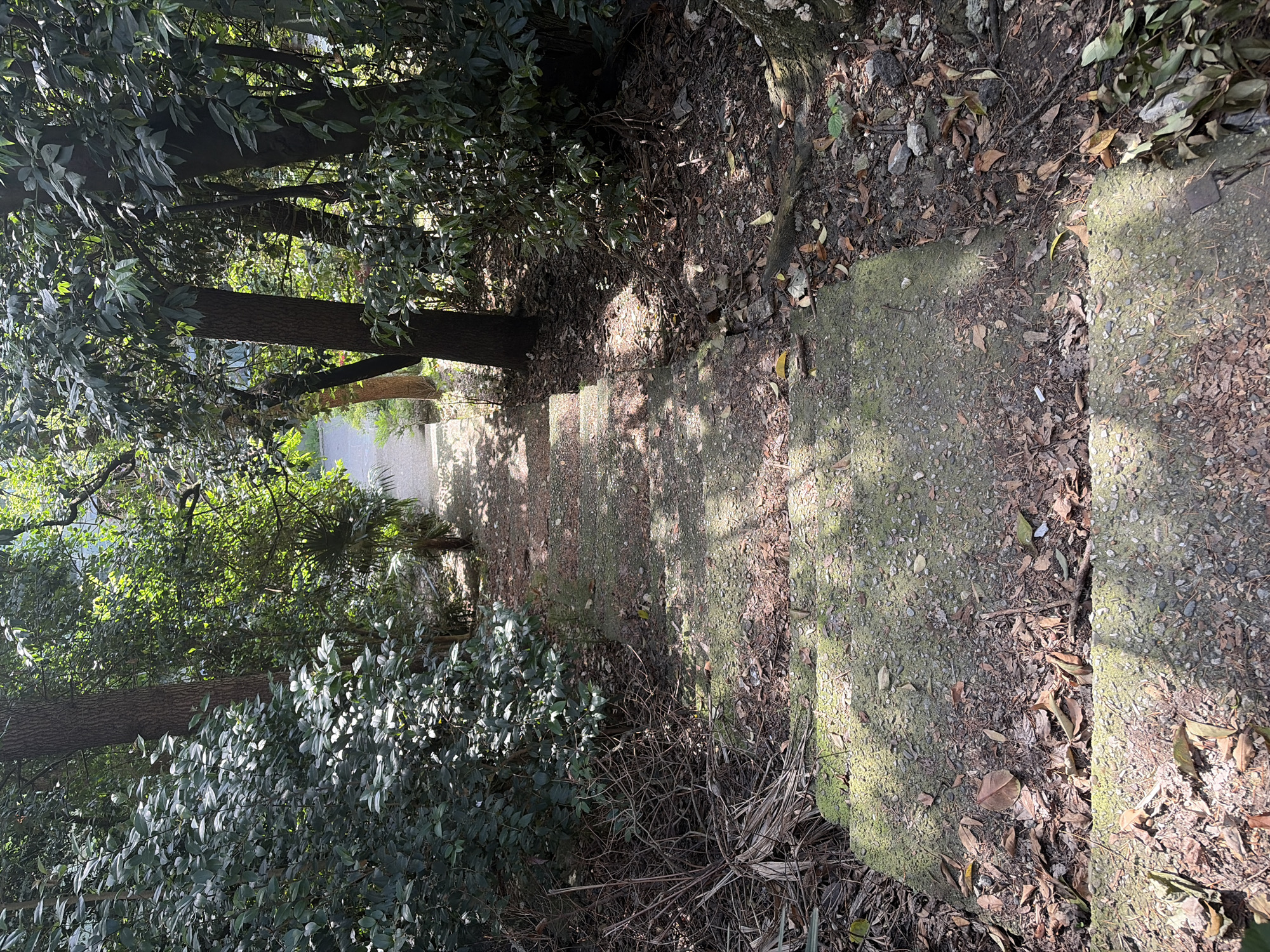 The image shows a set of outdoor concrete stairs descending through a densely wooded area. The stairs are worn and covered with a layer of fallen leaves, dirt, and some moss or lichen. Sunlight filters through the dense canopy of trees, creating dappled shadows on the steps. The surrounding vegetation consists of various trees and shrubs with dark green foliage. The overall impression is of a somewhat overgrown and naturalistic path, possibly in a park or a less maintained area. The location in Sochi, Russia, suggests a temperate climate with abundant greenery. There are no people or animals visible in the image, and no specific actions or interactions are depicted. The scene is static and focused on the environment and the stairs themselves.