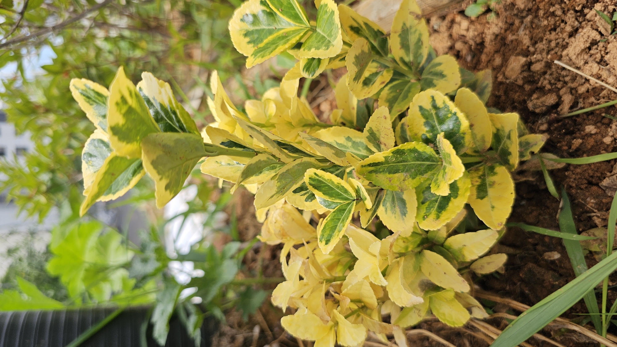A close-up, eye-level, vertical, outdoor shot focuses on a small, variegated shrub with bright yellow and green leaves. The shrub is planted in dark brown soil, with sparse green grass and dried brown plant matter visible around its base. In the blurred background, other green foliage and hints of buildings suggest an urban park or garden setting in Asan-si, South Korea. The lighting is natural and appears to be daytime.