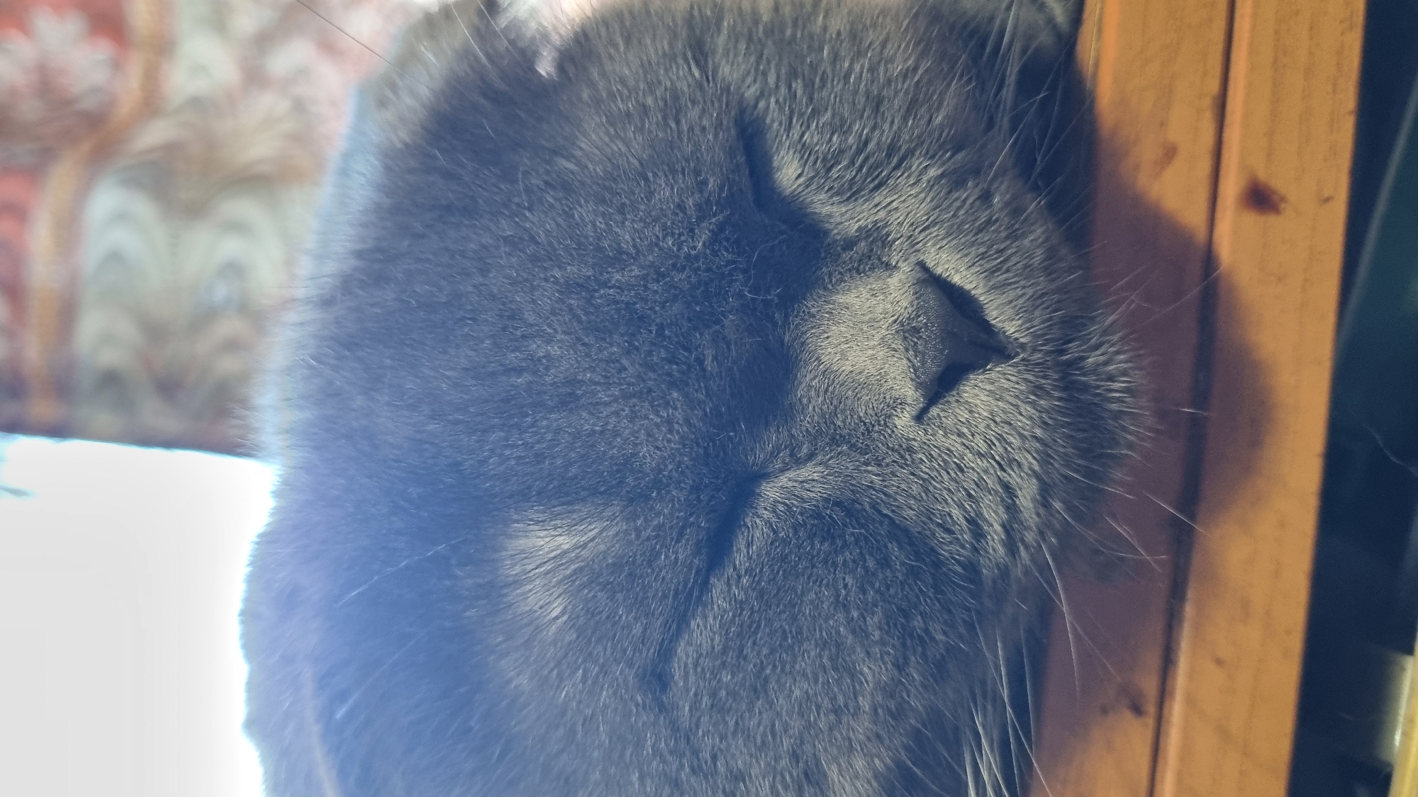 A close-up, eye-level, medium shot captures a gray Scottish Fold cat sleeping on a wooden surface. The cat's eyes are closed, and its face fills most of the frame. The background is blurred, showing a patterned fabric and a bright light source, possibly a window. The image appears to be taken indoors, in an environment that could be a home in the city of Vysokoe, Russia.