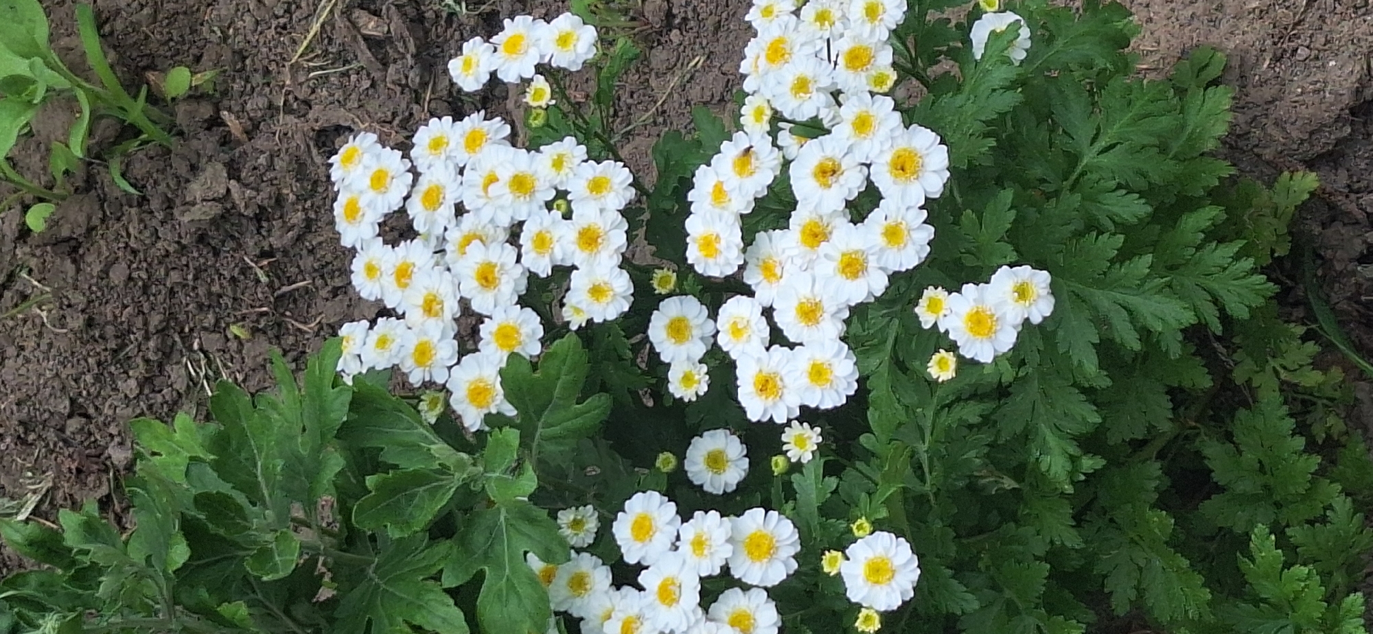 The image depicts a cluster of white daisies with yellow centers, set against a backdrop of dark soil. Lush green foliage surrounds the flowers, suggesting a garden setting. The precise location within Bila Tserkva, Ukraine, is not discernible from the visual information provided. There are no people or discernible actions taking place in the scene. The lighting suggests an outdoor environment, likely during daylight hours.