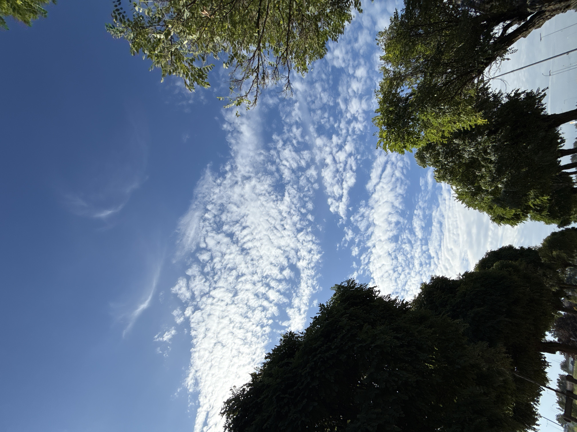 A low-angle, full shot captures a clear blue sky with scattered, wispy white clouds. The sky occupies the majority of the frame, with the tops of trees framing the bottom corners and sides. The trees on the left are dark green and dense, appearing as a solid mass of foliage. The trees on the right are lighter green, with more visible branches and individual leaves, suggesting a different species or season. A hint of what appears to be a street or path is visible at the very bottom of the image, along with a few distant, indistinct structures that could be streetlights or buildings. The scene suggests an outdoor environment, possibly a park or tree-lined street in Bielany Wrocławskie, Poland, during daylight hours. There are no people or animals visible.