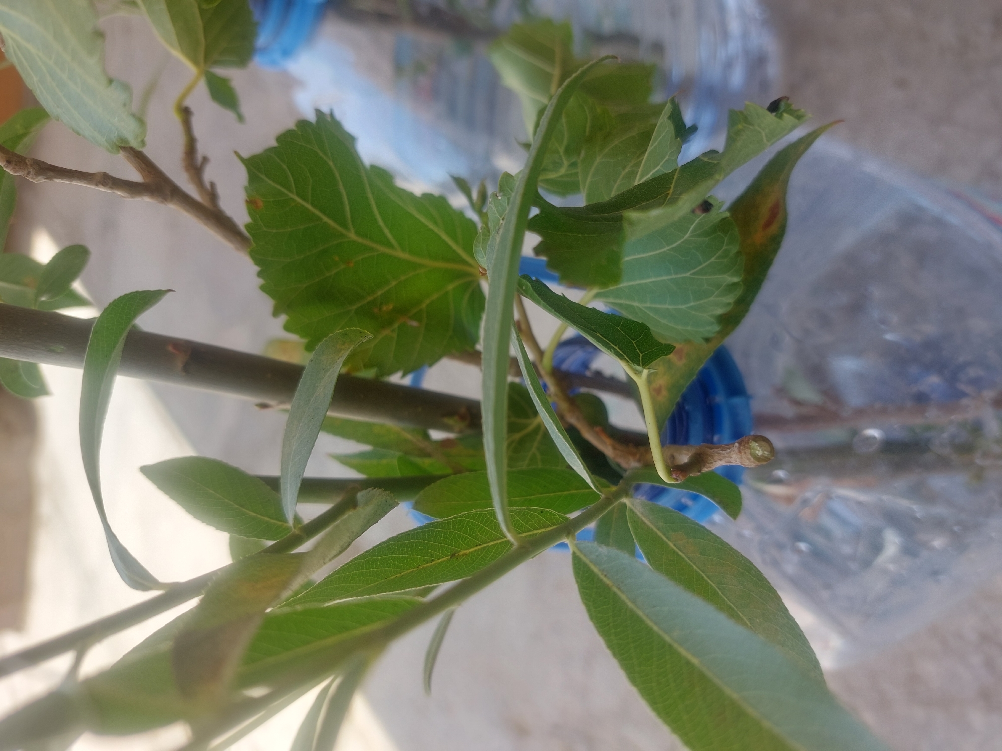 The image shows a close-up of several green plant stems and leaves. The stems are thin and woody, with smaller branches extending from them. The leaves are varied in shape and size, with some being broad and lobed, while others are long and slender. The plants appear to be rooted, with some sort of container visible in the background, possibly a plastic bottle, suggesting they are being propagated or grown in a controlled environment. The background is blurred, but hints of blue and clear plastic, along with a textured surface that could be a table or ground, are visible. The lighting suggests it is daytime, with soft light illuminating the plants. No people or animals are visible. There is no visible text in the image. The overall impression is of a botanical or gardening setting, focusing on the details of plant growth. Given the location context of Kyzylorda, Kazakhstan, this could be a plant being grown indoors or in a greenhouse, possibly for its fruit or ornamental value.