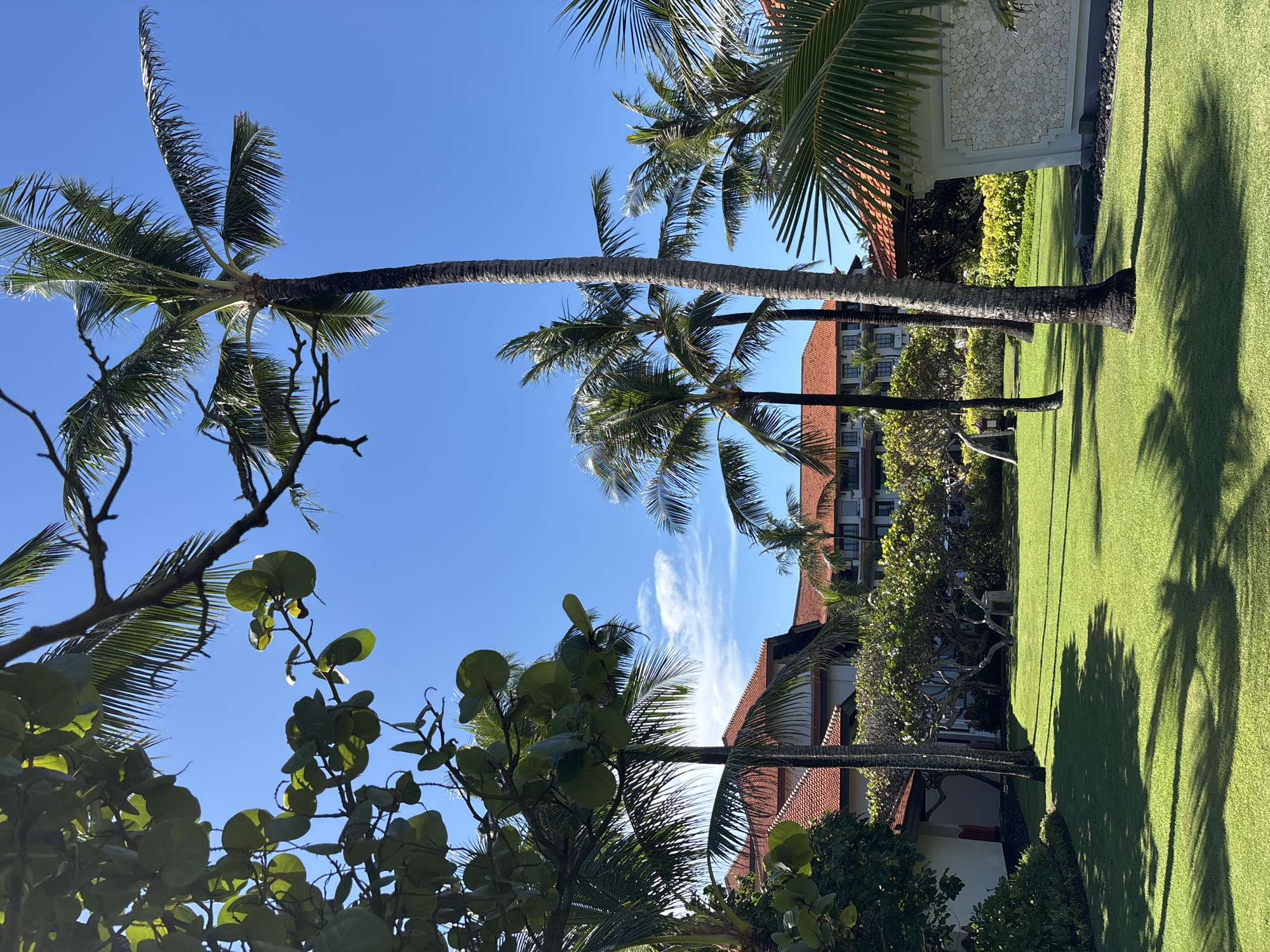 The image depicts a scene in Nusa Dua, Indonesia, with a clear blue sky partially obscured by palm trees. The ground is covered in green grass with shadows of the palm trees. Buildings with red tile roofs are visible behind the trees and shrubbery. Other foliage, including trees with round leaves, are also present.