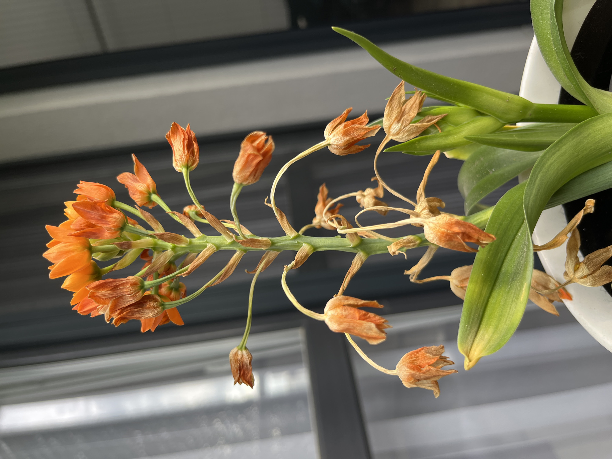 The image shows a potted plant with orange flowers and green leaves. Some of the flowers are in full bloom, while others are faded and dry. The plant is located indoors, near a window with blinds. The location is Varna, Bulgaria.