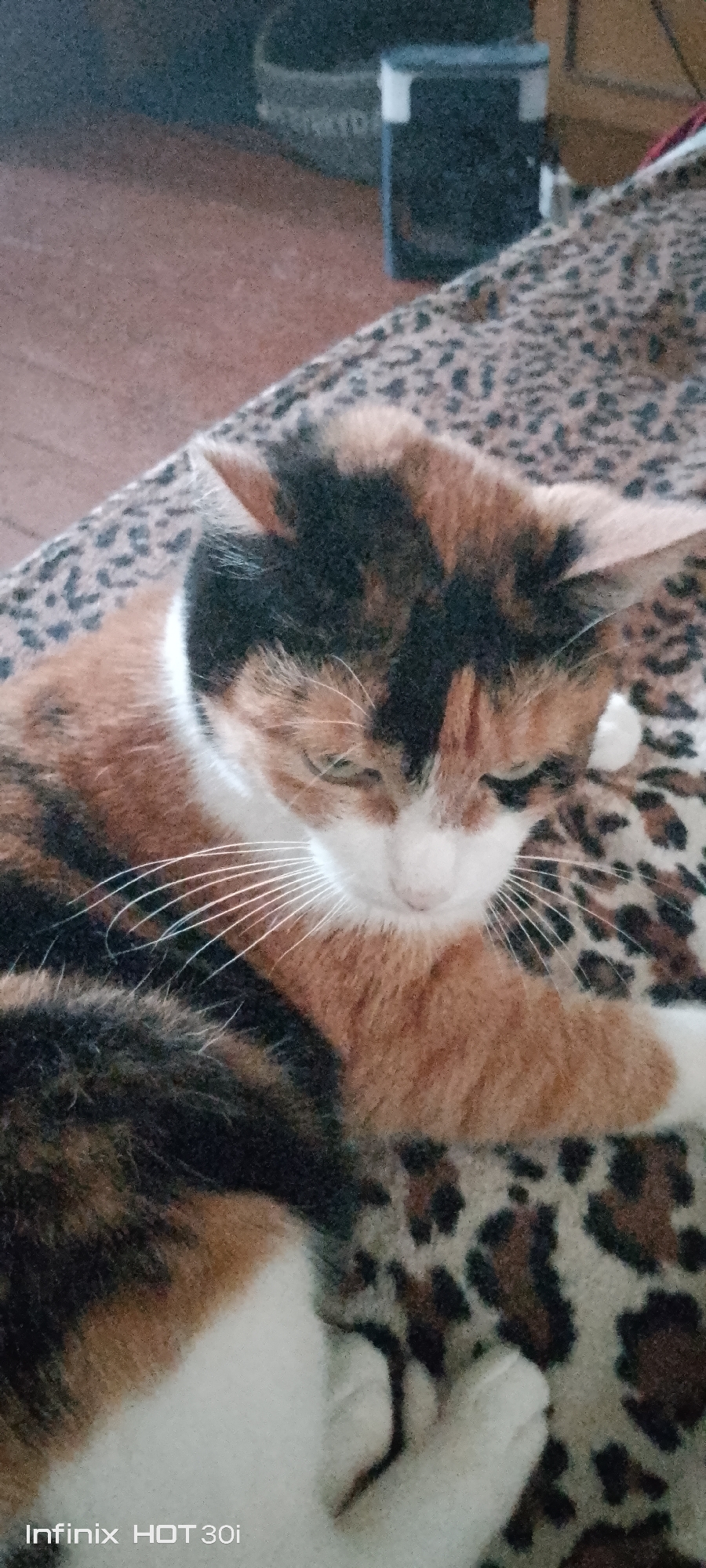 In Kedrovy, Russia, a calico cat is lying down on a leopard-print blanket. The cat has patches of orange, black, and white fur. Its eyes are green and it is looking down. The background is blurry but appears to be indoors. There is a small black and white device visible in the upper right portion of the image. The Infinix HOT 30i logo is visible in the lower left corner of the image.