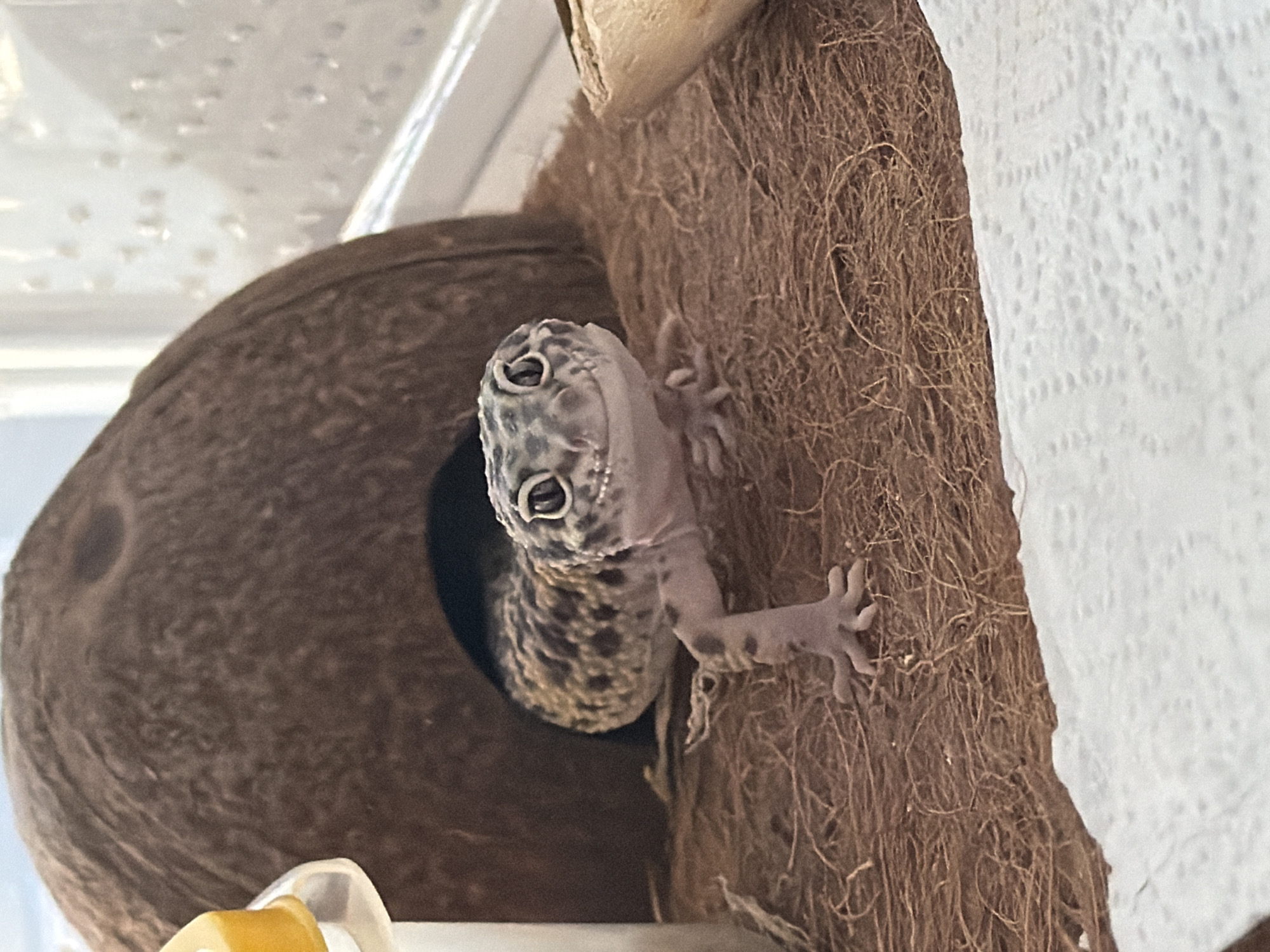A leopard gecko is peeking out of a coconut shell hide, its front feet clinging to a textured brown surface, likely made of coconut fiber. The background includes what appears to be a white paper towel. The scene likely takes place within a terrarium or enclosure. There is no evidence to suggest the location is Izhevsk, Russia.