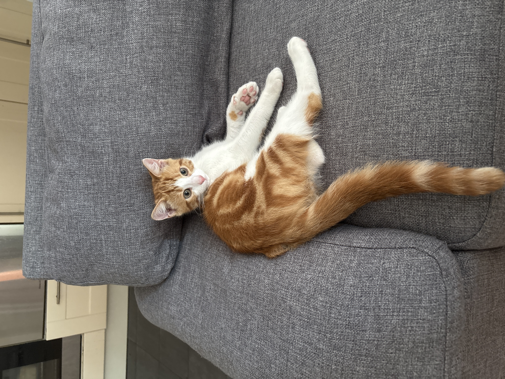 A ginger and white kitten is lying on a gray couch in what appears to be a domestic setting. The kitten is positioned with its body lengthwise on the couch, facing the camera. Its hindquarters are closer to the bottom right of the frame, and its head is in the upper left quadrant. The kitten's tail is long and bushy, with distinct ginger and white bands, and it curls to the left. Its paws are visible, with the front right paw extended forward, showing pink toe beans. The couch has a textured, woven fabric in a neutral gray color and has a slightly rounded armrest. In the background, out of focus, are kitchen cabinets and what looks like a stainless steel appliance, possibly a refrigerator or oven, suggesting an indoor environment, likely a kitchen or living area. The lighting appears to be natural and soft, indicating daytime. There is no indication of the image being taken in the city of Cork, Ireland, or any specific location.