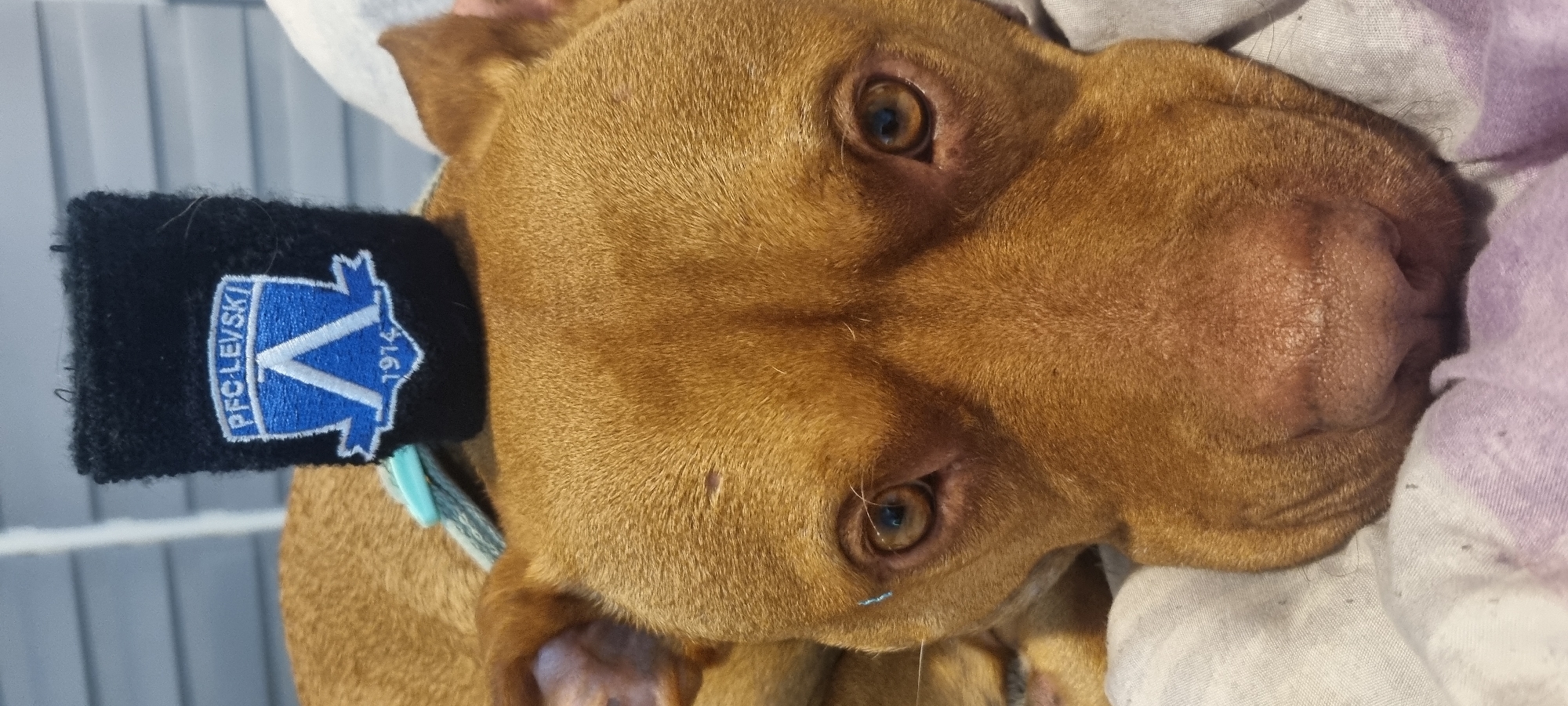 A close-up, slightly rotated image shows a light brown dog resting. The dog has short fur and brown eyes. On the dog's head is a black headband with a blue and white crest that reads "PFC LEVSKI 1914". The dog is lying on a light-colored blanket. The location in the city is Unknown, Unknown.