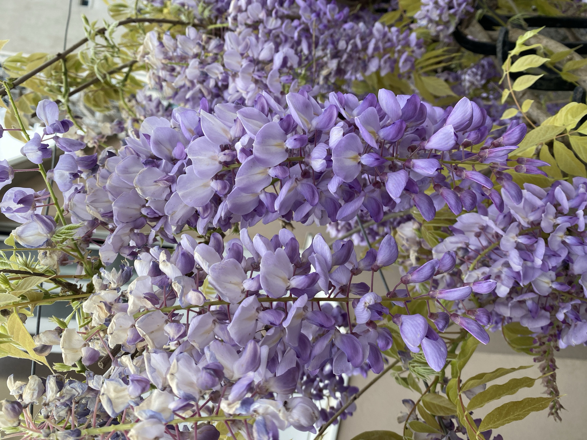 The image shows a close-up of wisteria flowers. The blossoms are purple and lavender, clustered in large, drooping bunches. The flowers are the primary focus, filling much of the frame. Green and yellow leaves are visible among the flowers. The photo appears to be taken outdoors, with soft natural light. There's no evidence to confirm location within Budva, Montenegro. No people are visible.