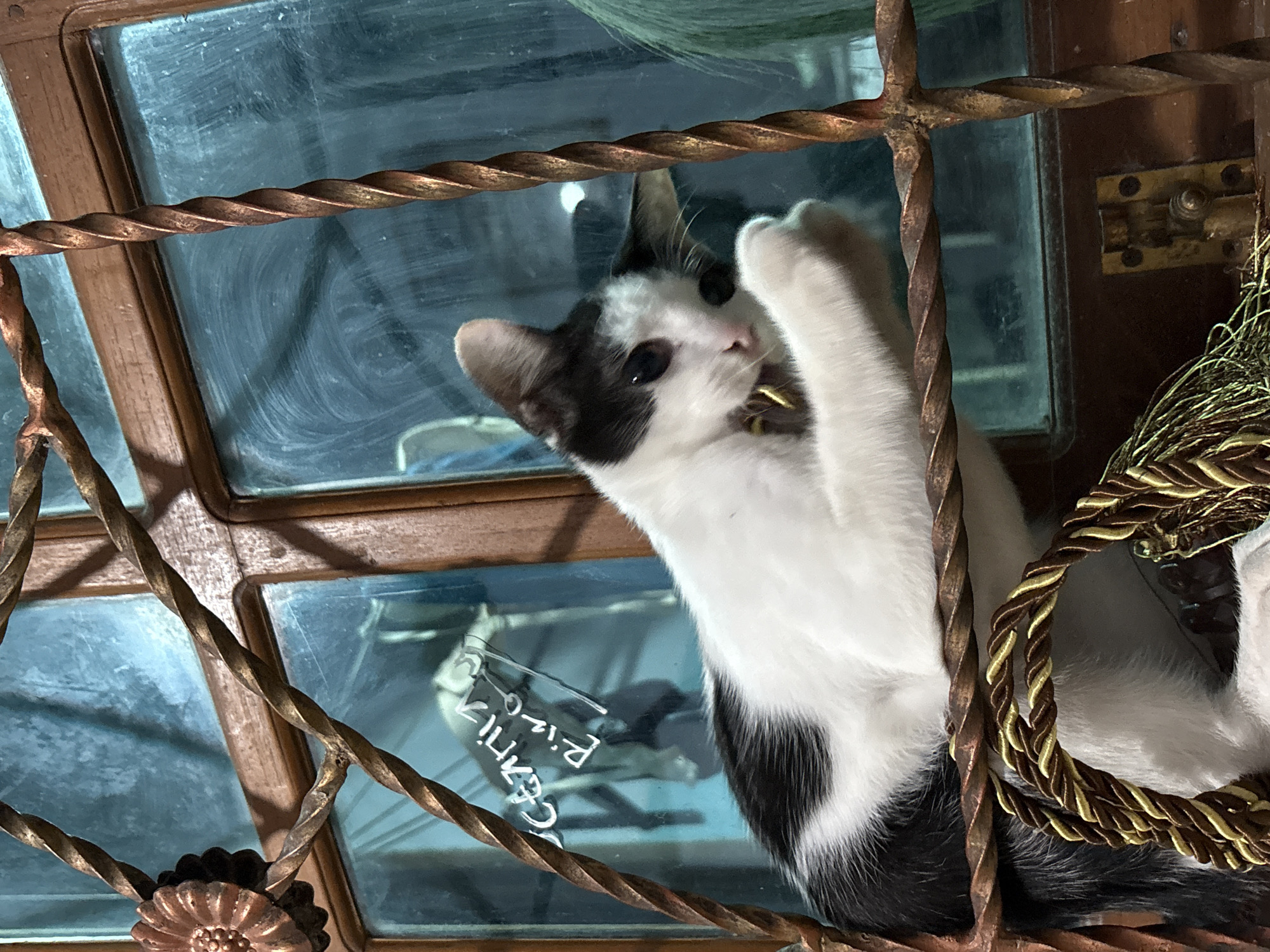 A black and white domestic cat is positioned behind a decorative, twisted bronze-colored metal grate, resting on a window ledge in Gadingrejo, Indonesia. The cat, primarily white with black patches on its back and head, looks towards the left with its right paw slightly raised, revealing a small bell on its collar. The window behind the cat features a dark brown wooden frame and blue-tinted glass, which shows smudges and a handwritten white inscription that reads "GARNIX RIZO". A flower-shaped metal embellishment is attached to the grate on the upper left. In the lower right of the window, a metal latch or bolt is visible on the wooden frame. Below the cat, on the ledge, lies a segment of a dark brown and gold braided rope or tassel, accompanied by loose green fibers.