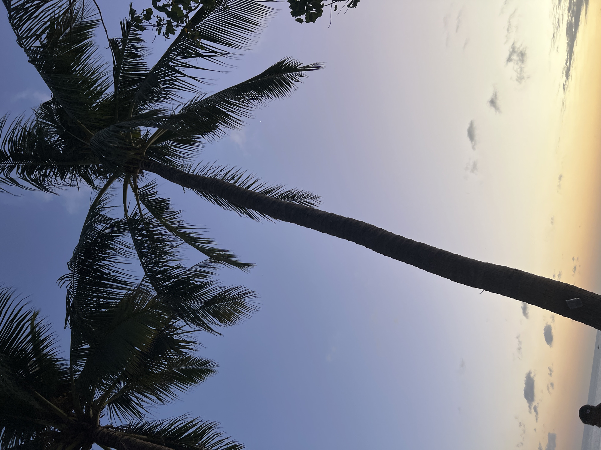 This image depicts a serene sunset scene at Kuta Beach, Bali, Indonesia, characterized by the silhouettes of palm trees against a gradient sky transitioning from a soft yellow at the horizon to a pale blue overhead. A lone individual is visible in the lower left, seemingly observing the ocean. The gentle waves of the Indian Ocean are visible in the background, and a few scattered clouds dot the sky, adding to the tranquil atmosphere. The overall mood is peaceful and idyllic, capturing the natural beauty of Kuta Beach at dusk.
