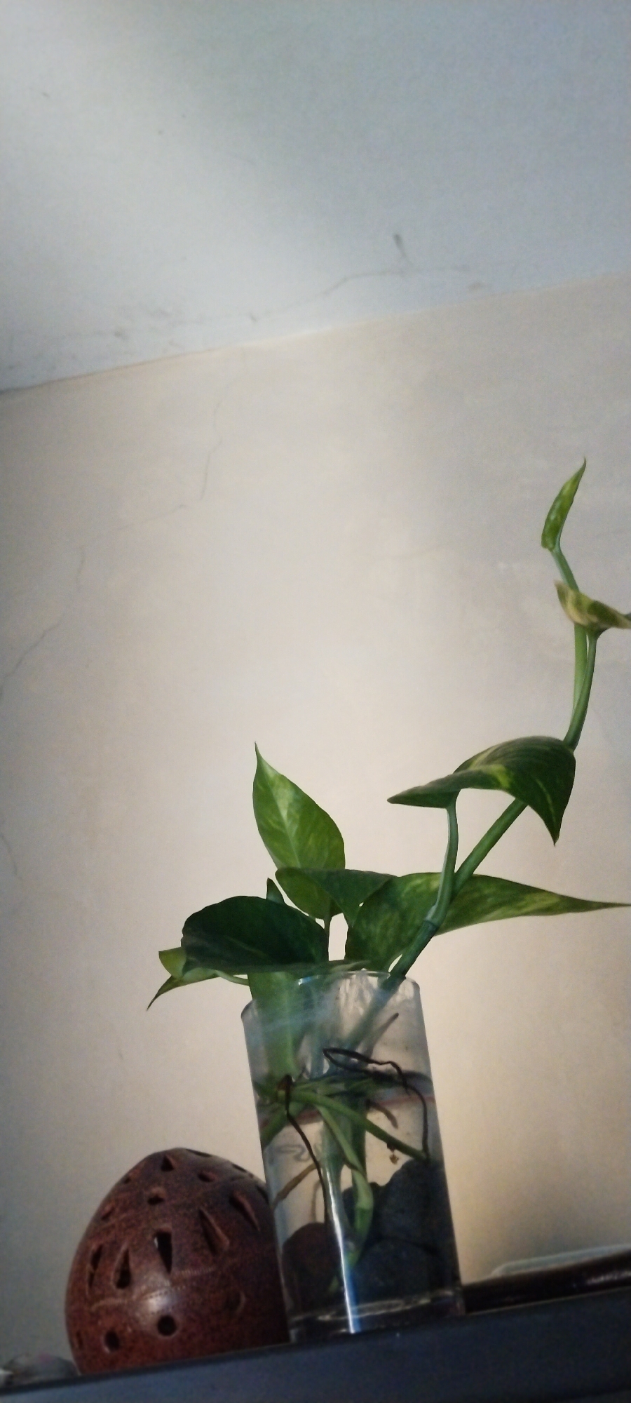 A pothos plant is shown growing in a clear glass vase filled with water and dark stones. The vase is positioned on a shelf next to a round, brown, decorative object with cut-out patterns. The background consists of a textured wall and a lighter ceiling. There are no people or animals present in the image, and no action is taking place. The scene appears to be indoors, in a domestic setting. The image does not provide any information about the city of Duman, Indonesia.