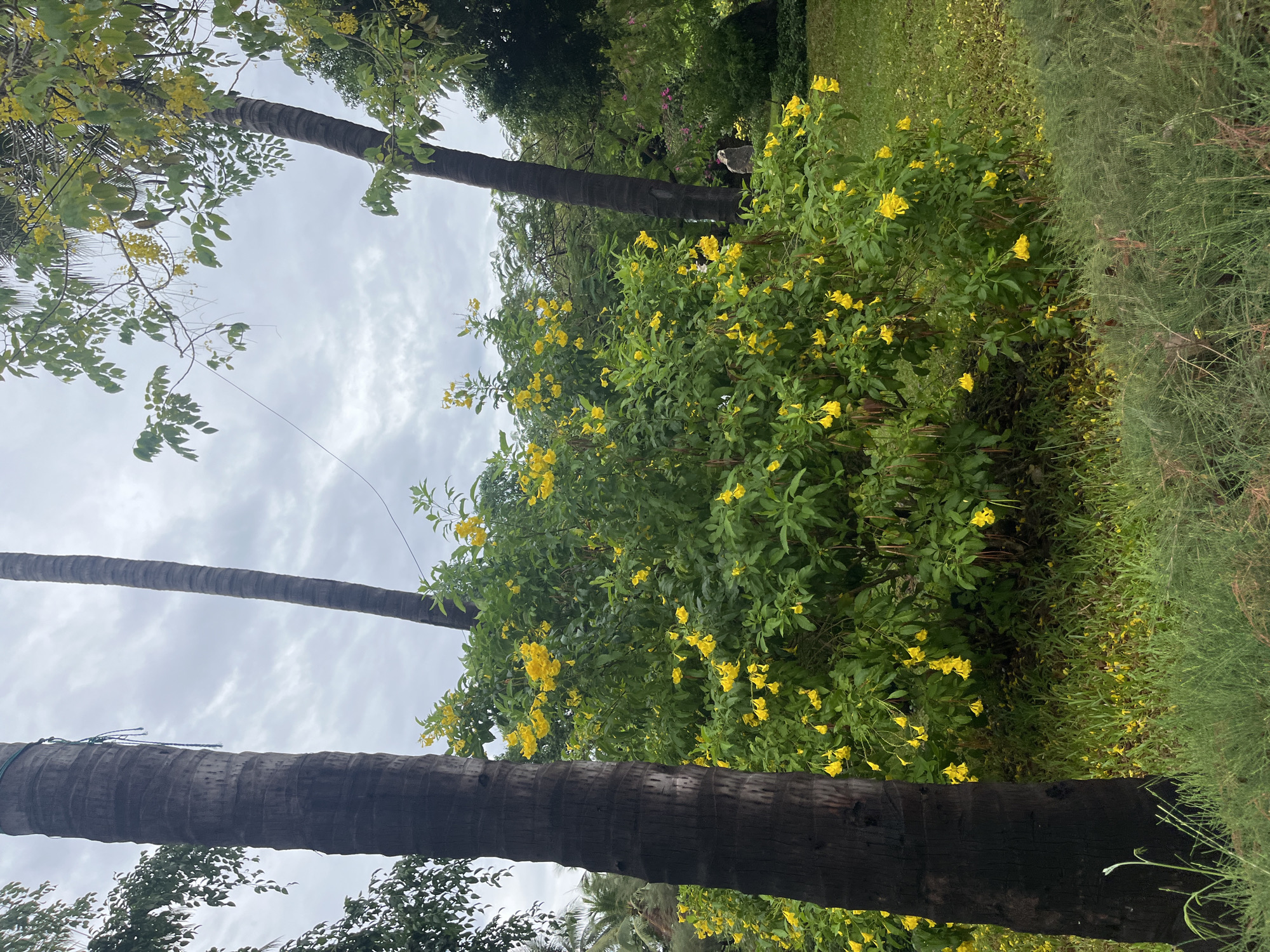 The image depicts a park scene in Bac Nha Trang Ward, Vietnam. There are two prominent palm trees extending upwards from the bottom and left edges of the frame. Lush green foliage with yellow flowers fills the midground. Overcast skies dominate the background. The scene appears tranquil and natural.