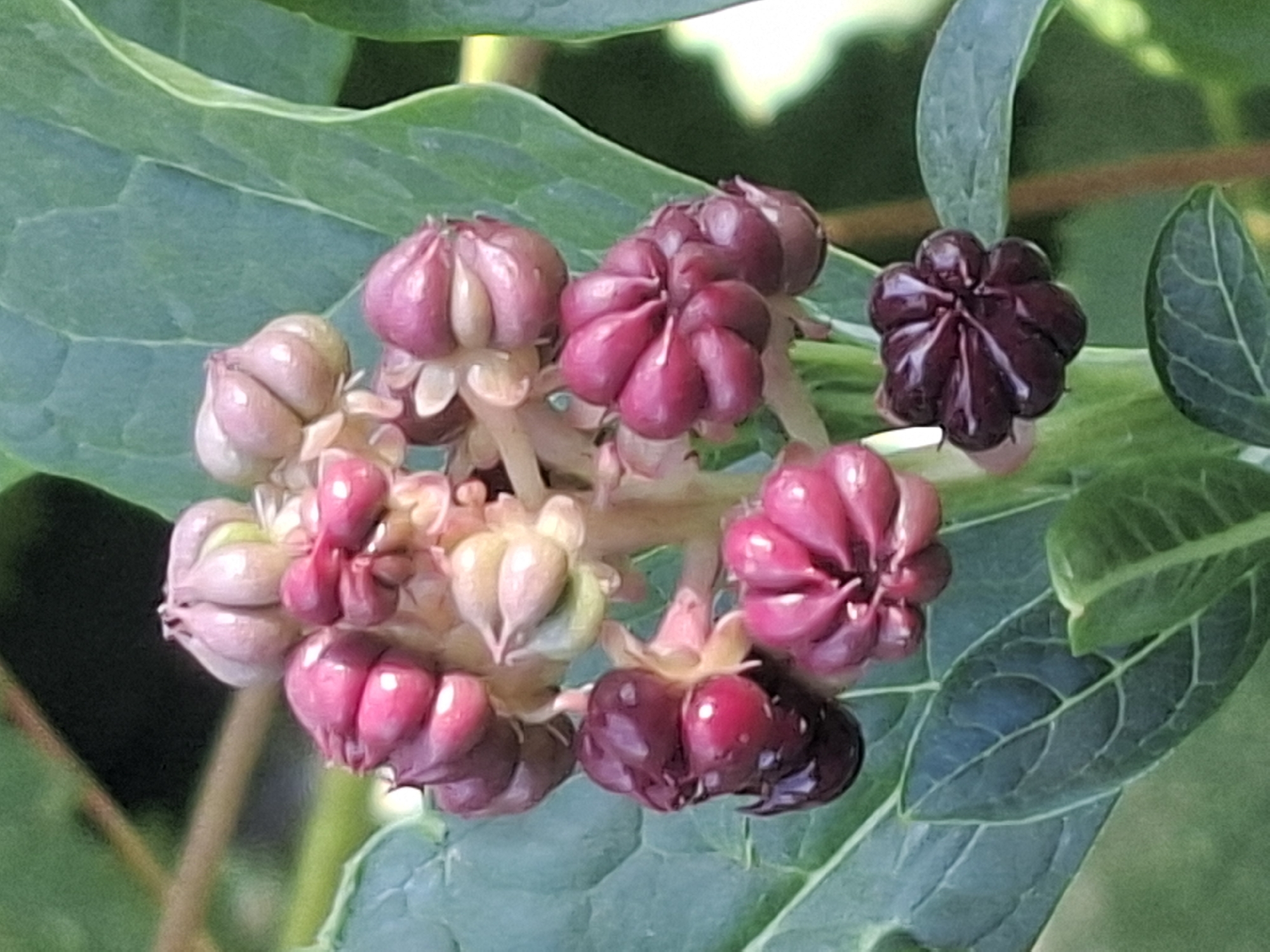 The image is a close-up photograph of a plant with a cluster of developing berries. The berries are a deep reddish-purple color and are segmented, with each segment appearing plump and rounded. They are attached to a central stem, and some are still in earlier stages of development, appearing lighter pink or green. The leaves of the plant are large, dark green, and veined. The background is blurred and out of focus, consisting of more green foliage and some brown stems, suggesting an outdoor environment. The lighting suggests it is daytime, with the light illuminating the berries and highlighting their glossy texture.
There is no visible indication of the city of Almaty, Kazakhstan, in this image. The scene is purely botanical.