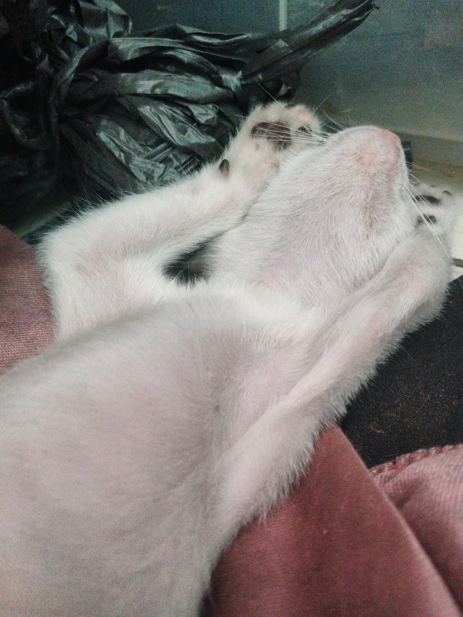 In Kadu, Indonesia, a white cat is captured in a close-up, low-angle shot, sleeping on a pink cloth. The cat is positioned on its back with its front paws tucked towards its face, and its visible ear is dark brown. The background features a dark, crumpled plastic bag and a gray surface. The lighting is dim, contributing to a cozy atmosphere.
