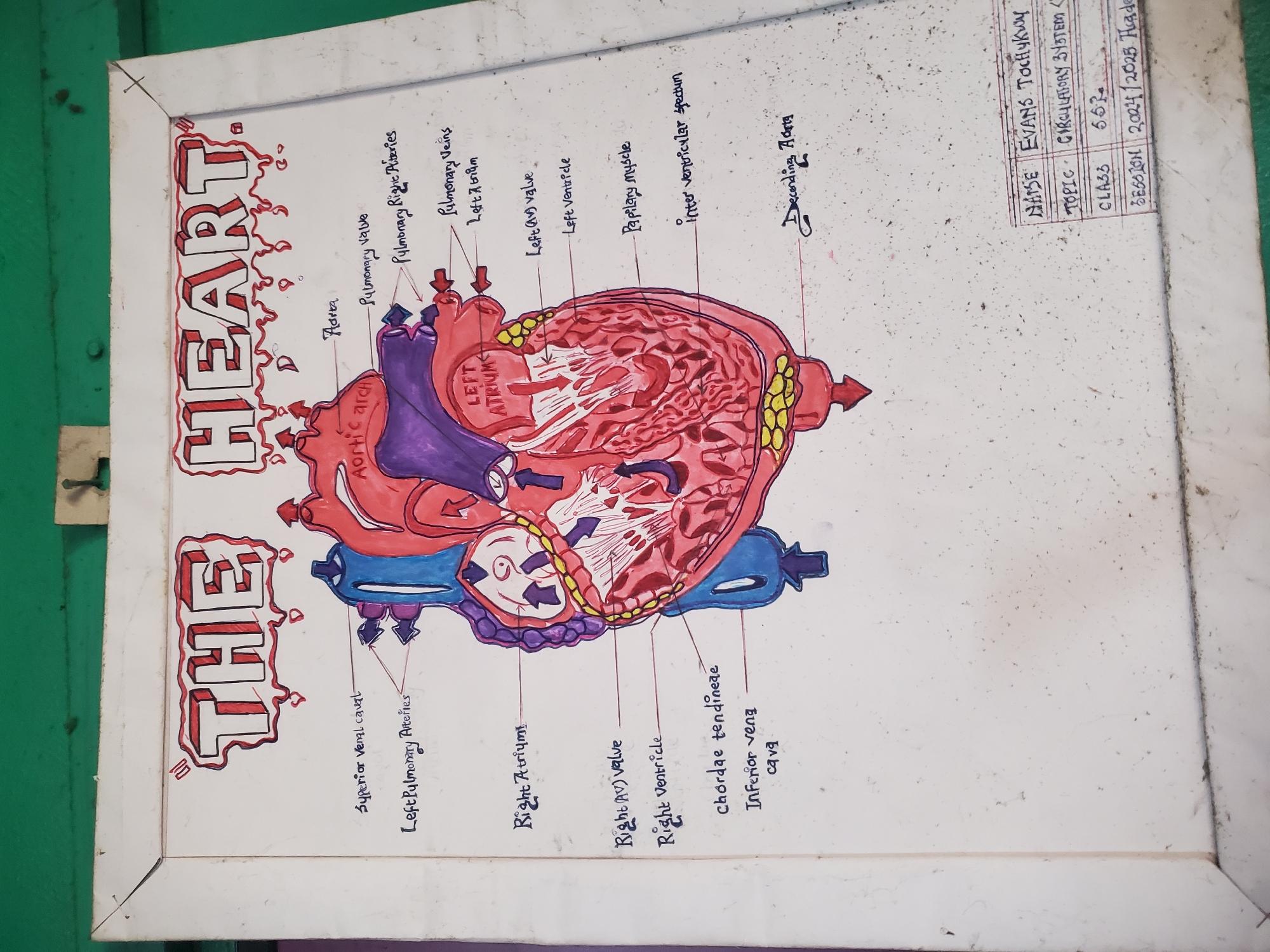 The image is a poster illustrating the anatomy of the human heart. The heart is drawn with red and purple hues, showing its chambers and blood vessels. Labels identify key structures such as the aorta, ventricles, atria, and valves. The poster includes text identifying the work as being by "EVANS Tochykwy," with the topic listed as "CIRCULATORY SYSTEM," the class as "5.6.2," and the session as "2024/2025." The poster is taped to a white framed whiteboard and there is a green wall in the background. The image does not contain enough information to identify the location in the city of Agani, Nigeria.