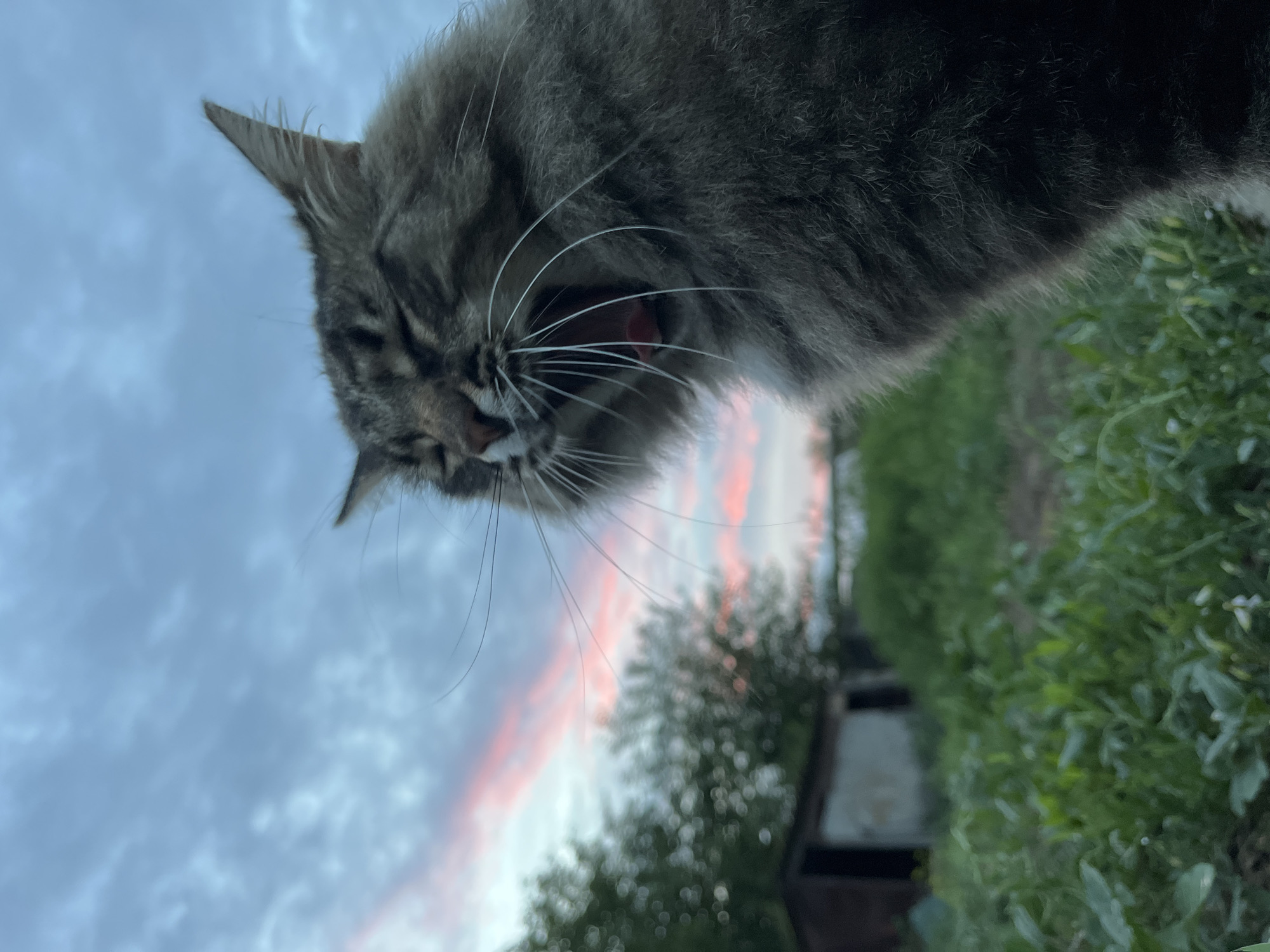 An outdoor, close-up, vertical, eye-level, medium shot captures a fluffy, tabby cat yawning in the foreground against a dusky, cloudy sky streaked with pink. The cat's mouth is wide open, revealing its tongue and teeth, with its eyes mostly closed. Long, white whiskers extend outwards from its snout. The background is blurred, showing green grass in the lower half and trees and a small building structure in the upper half. The scene appears to be in a rural or suburban area, possibly the city of Krasnyye Barrikady, Russia, given the presence of grass, trees, and a rustic building. The lighting suggests it is either dawn or dusk.