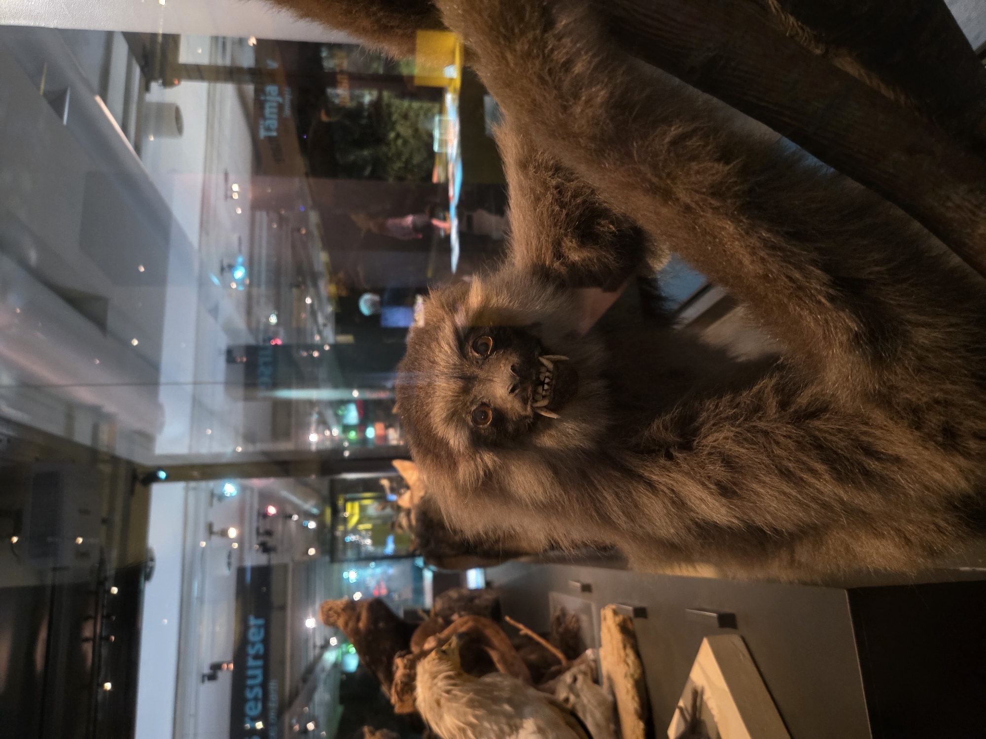 This is a close-up, eye-level shot of a taxidermied monkey with brown fur and sharp teeth, positioned prominently in the foreground. The monkey is held in place by a wooden structure, its left arm reaching out towards the viewer. The background reveals a museum exhibit, viewed through glass. Text on a sign in the background reads "resurser" and "Tämja," indicating an exhibit related to resources or tamed animals. The lighting in the museum is dim, with spotlights illuminating various display elements. The reflection of the museum's interior and possibly the ceiling lights are visible on the glass surface. The scene appears to be within the Malmö Museum, located in Malmö, Sweden.